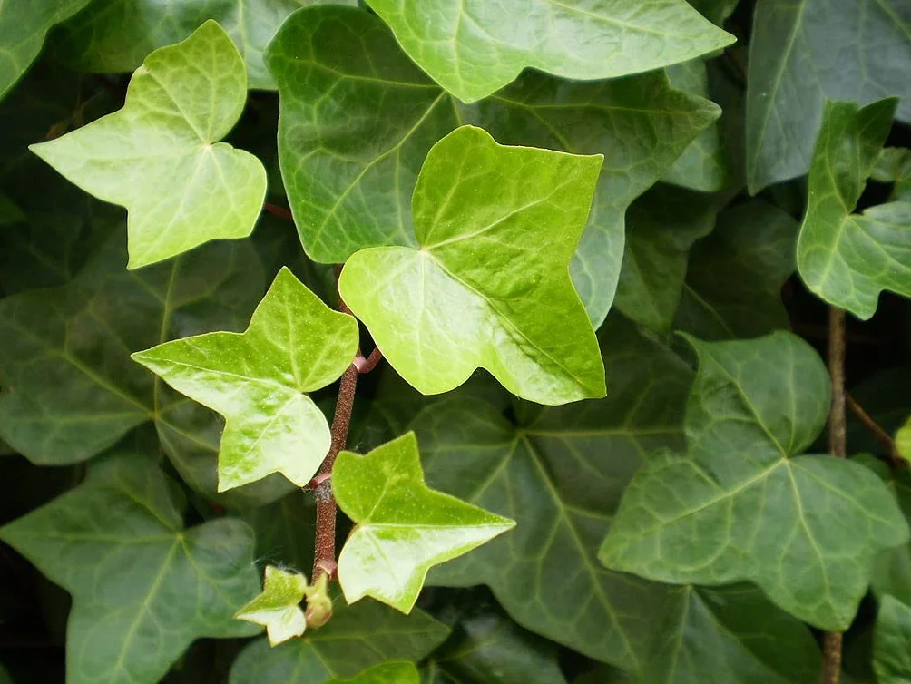 Verdecora Hiedra con Tutor maceta Ø15 cm Planta Natural Trepadora Interior Exterior