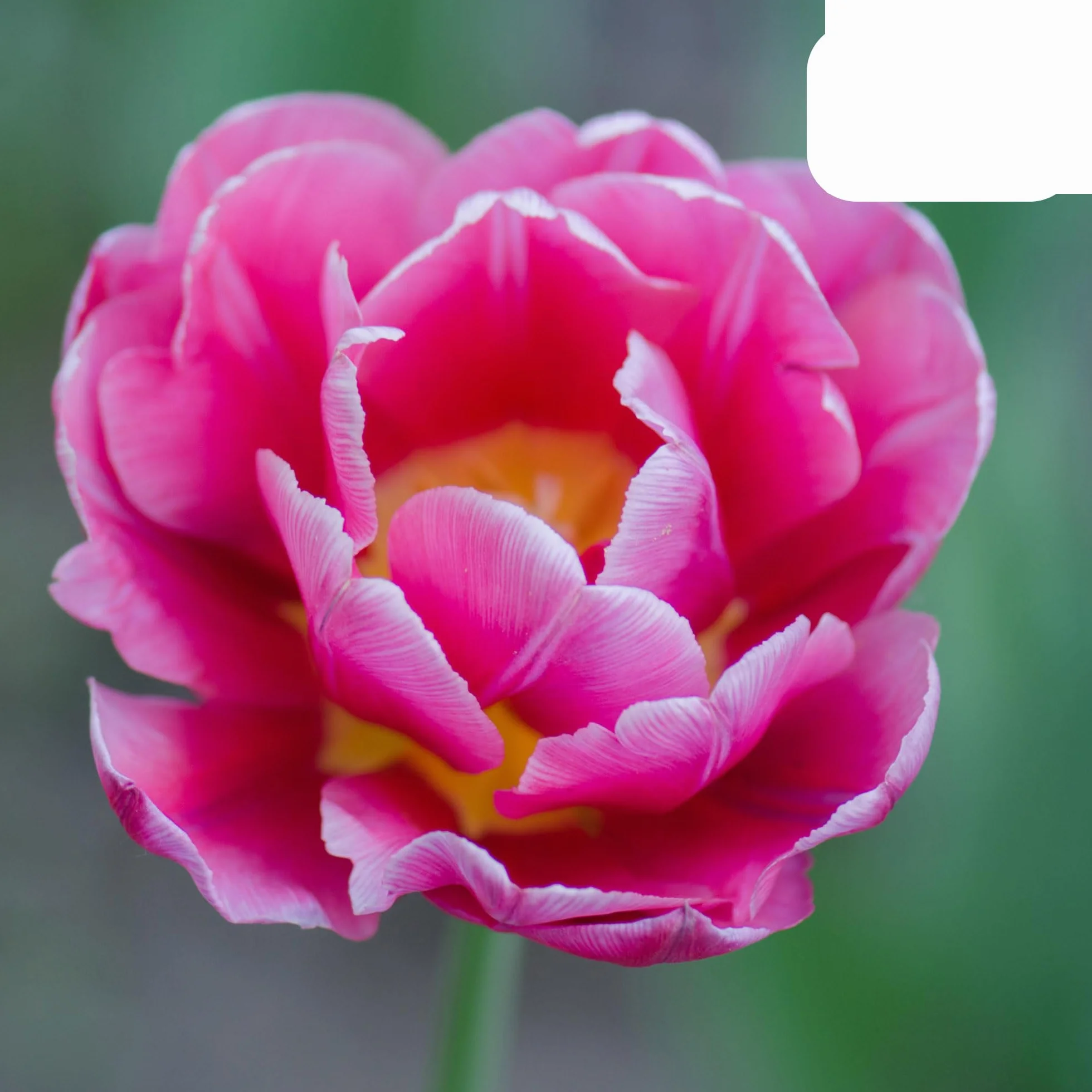 Bulbos de tulipán Columbus | 20 Piezas - Pink-White Double Pio Tulip - 30-50cm - Ø5cm - bulbo de flor - Planta de jardín