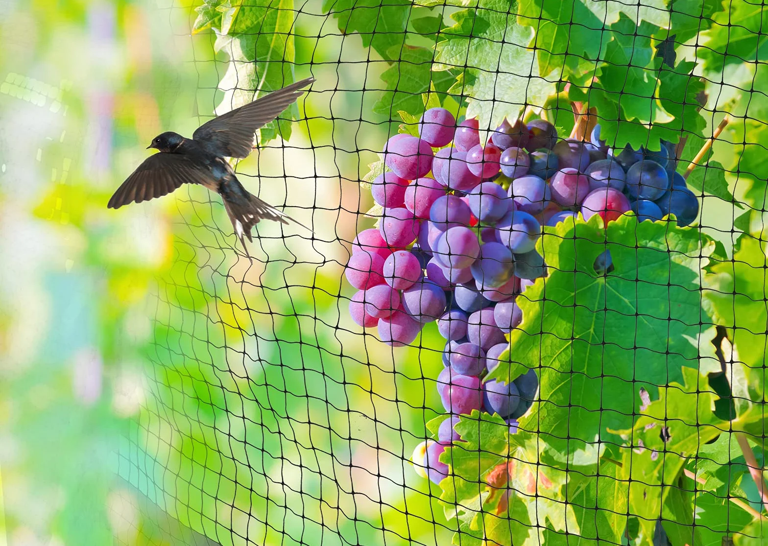 Red para pájaros, 2,3 m x 30 m, Kit de Red de jardín, Malla de Frutas, Protege Plantas, árboles frutales, Verduras, Flores contra pájaros, Palomas, Ciervos y Otros Animales