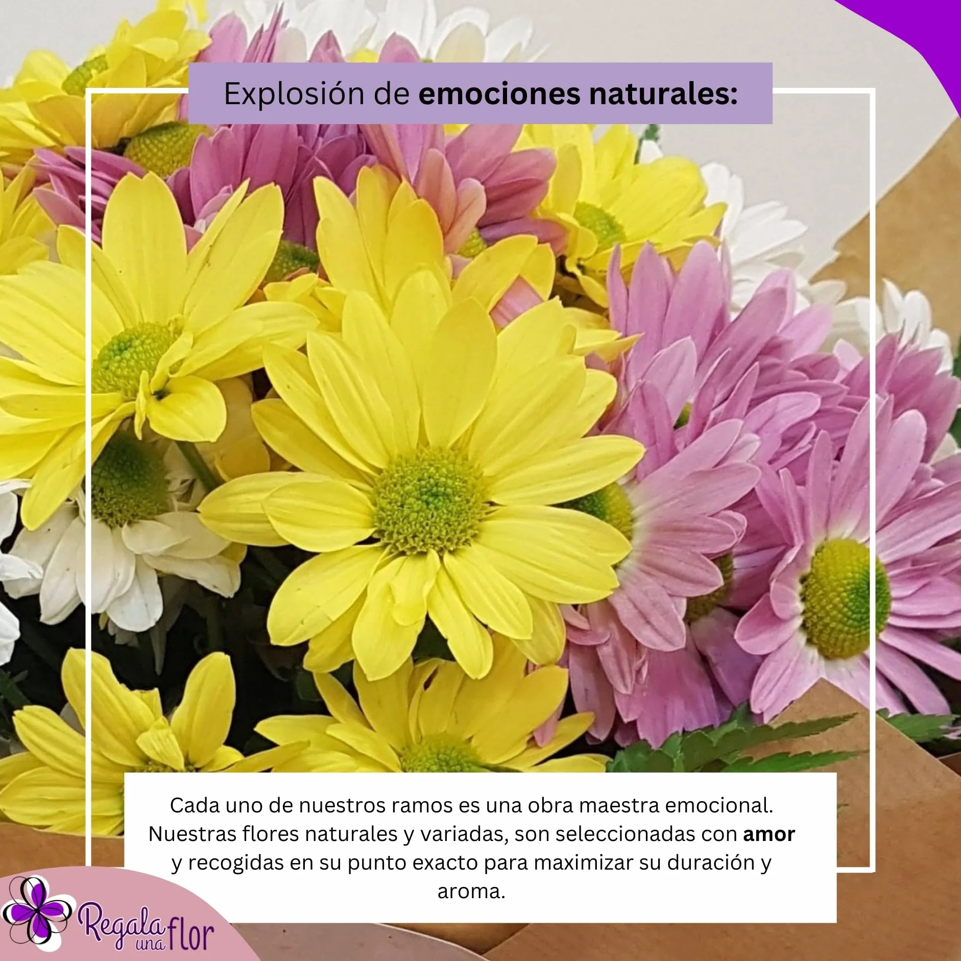 Ramo de flores naturales a domicilio Margaritas variadas con tarjeta de dedicatoria