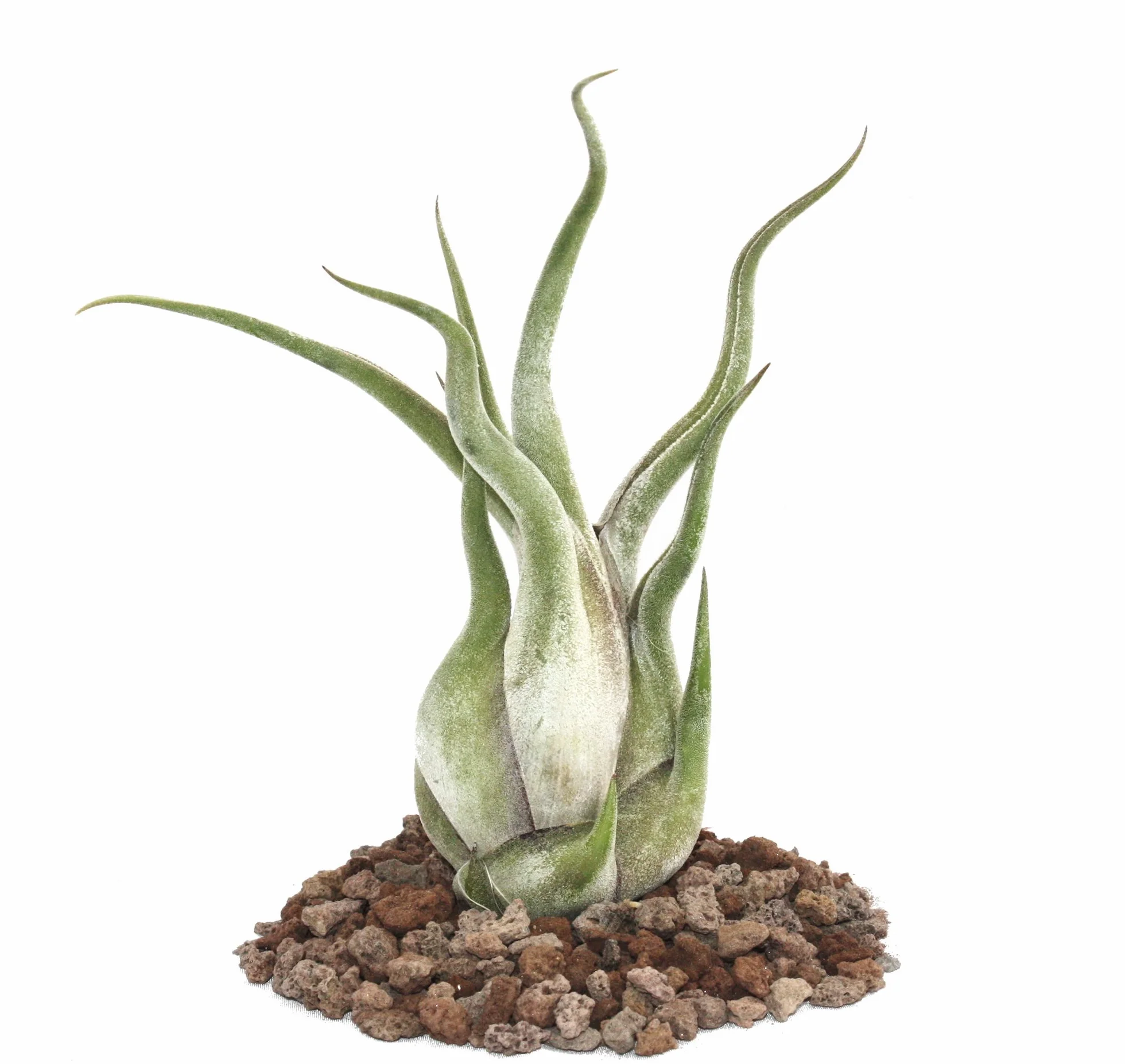 Tillandsia caput-medusae grande