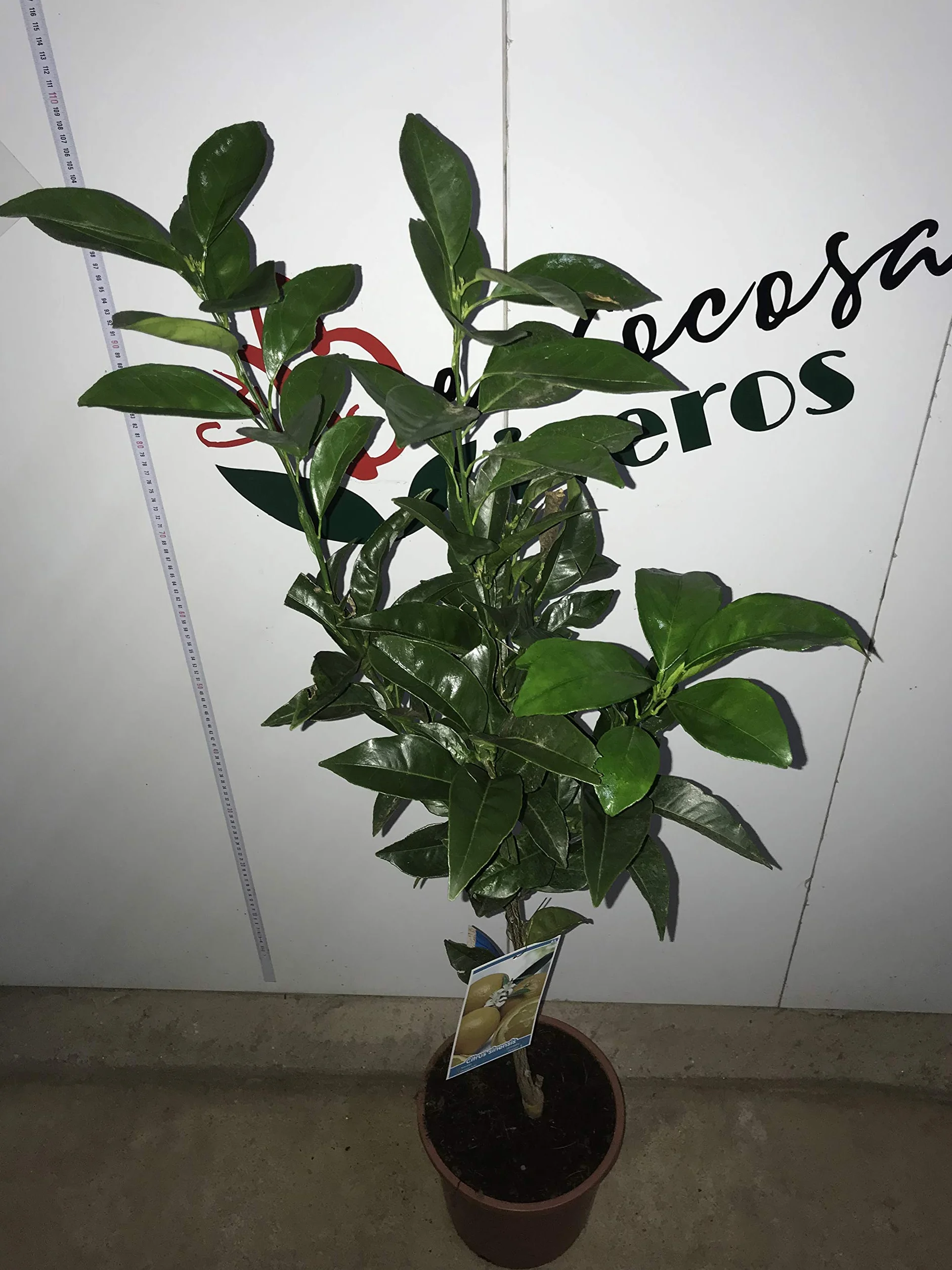 Maceta 25cm Altura 1'20cm Planta viva Naranjo