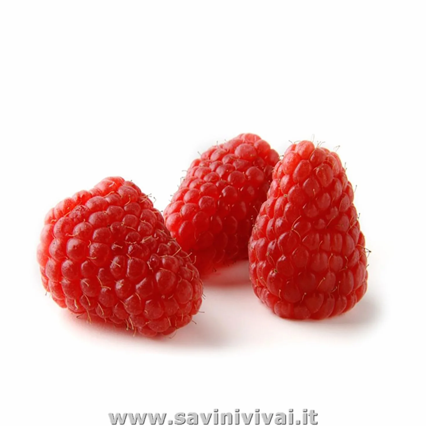 SAVINI VIVAI Planta de frambuesa roja floración tardía felicidad otoñal 11 x 11 cm altura 50 cm