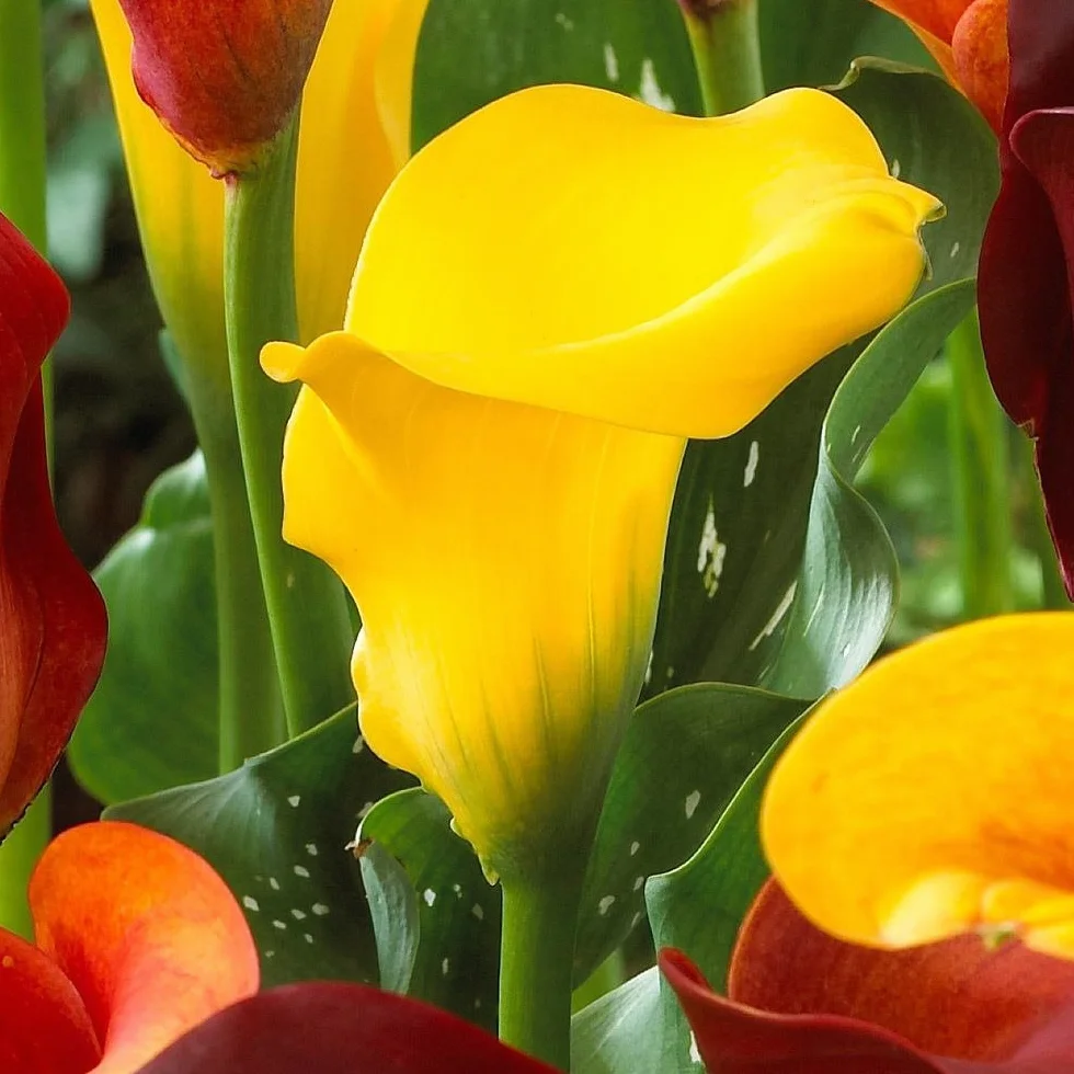 BULBO CALLA LIRIO DE AGUA BLACK MAGIC - CALA FLOR JARRO - 1 UD