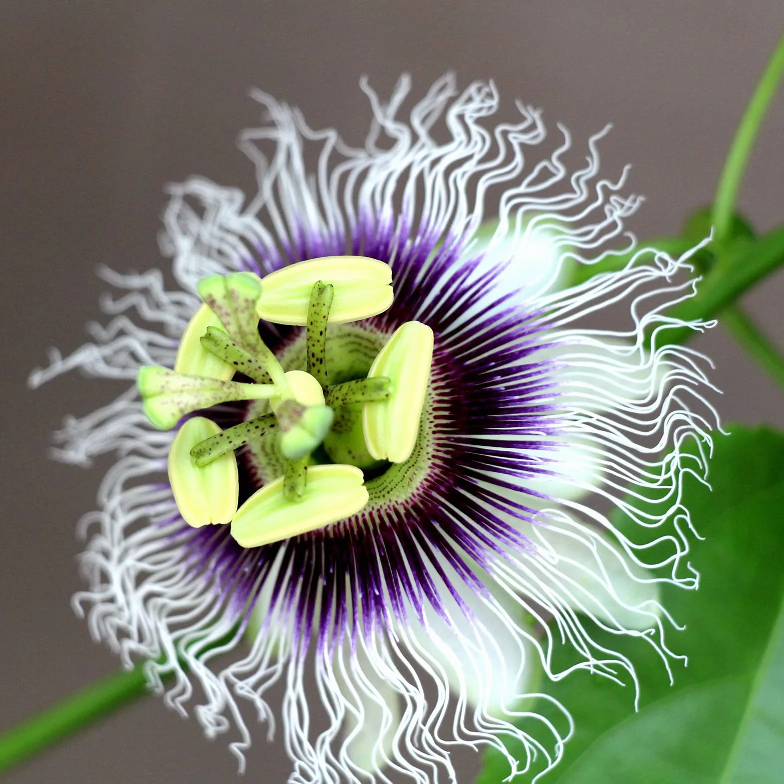 Semillas De Maracuyá 100Pcs Passiflora Caerulea Para Plantar