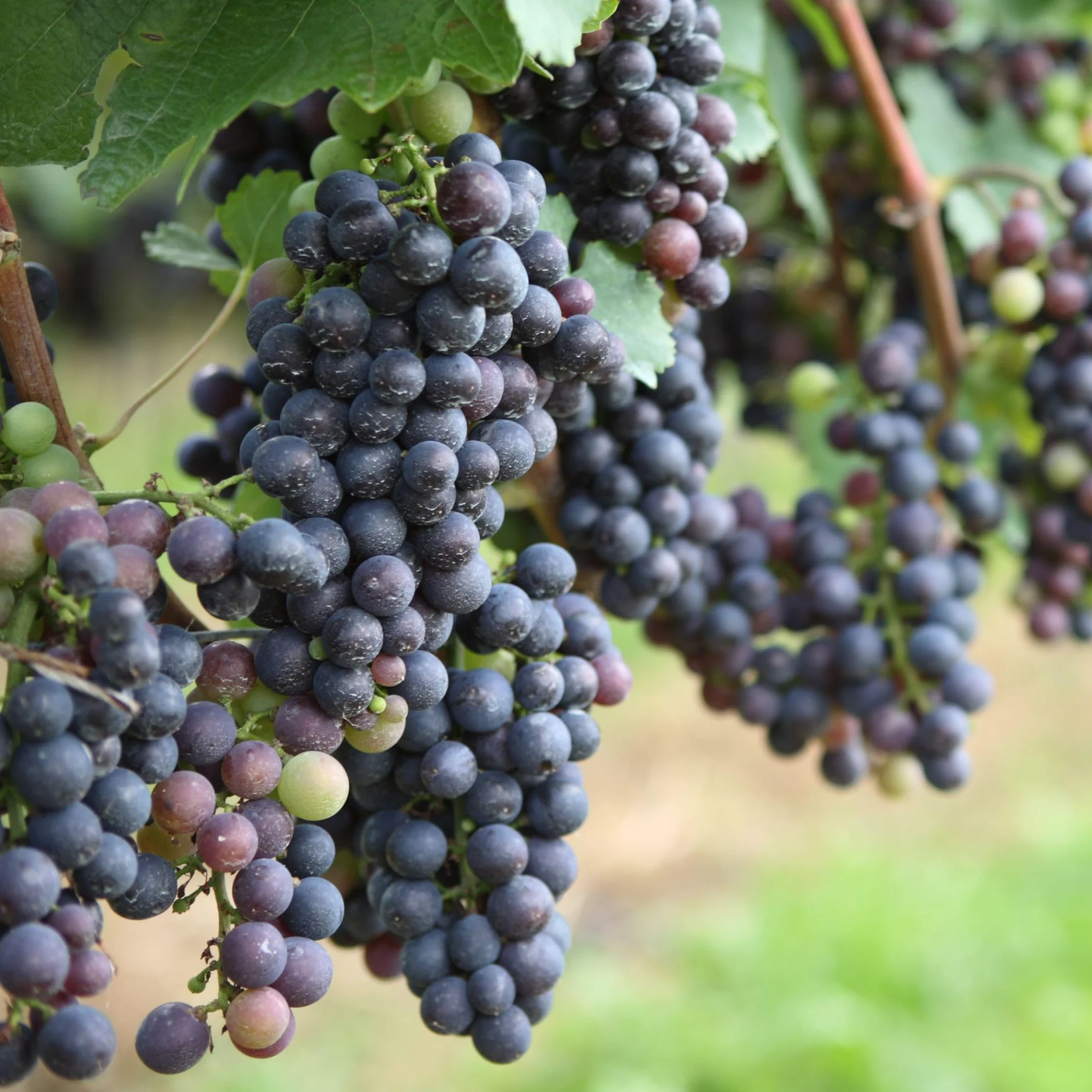 Vitis Vinifera Mezcla de 3 Plantas de Uva Maceta 9cm Altura 25-40cm