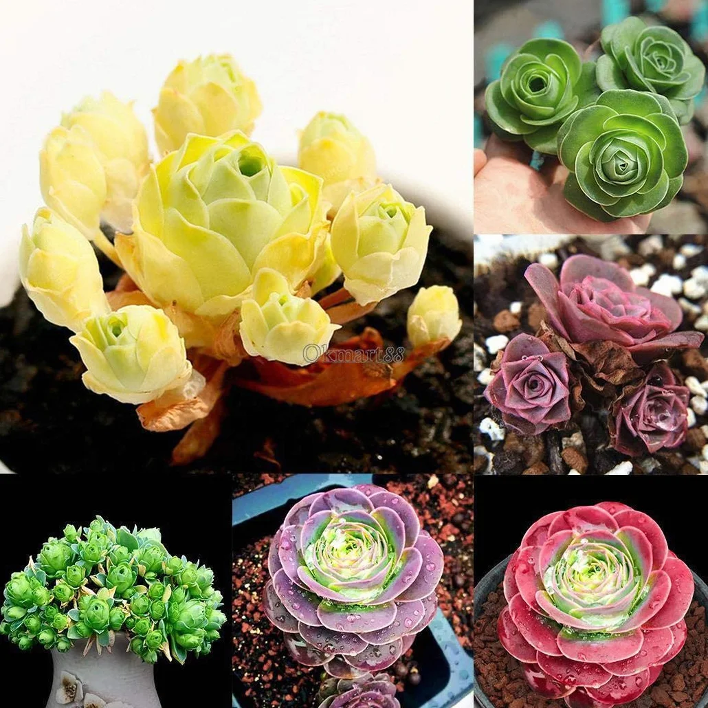 100 piezas Aeonium Greenovia Semi Pianta Grassa Fiori