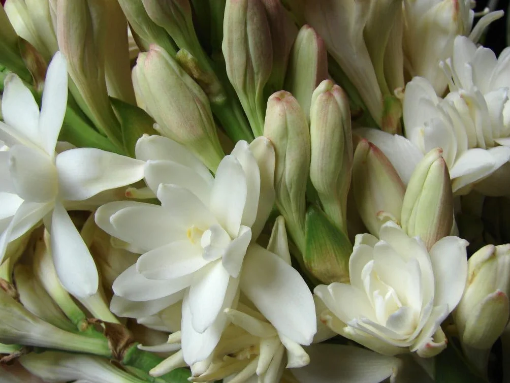 Verdecora pack 2 bulbos Nardo Oloroso - Aroma Intenso - Bulbo de primavera