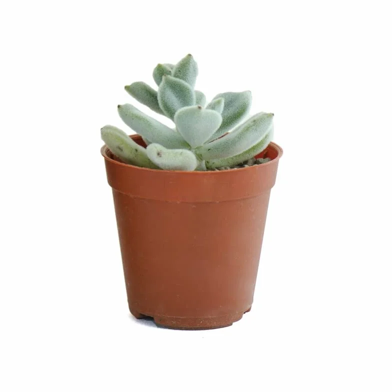 Verdecora Pack de Cactus y Suculentas | Plantas naturales vivas de interior en maceta Ø5cm | 10 Crasas
