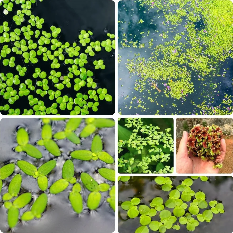 Semillas de lenteja de agua para estanques y acuarios, 300 piezas