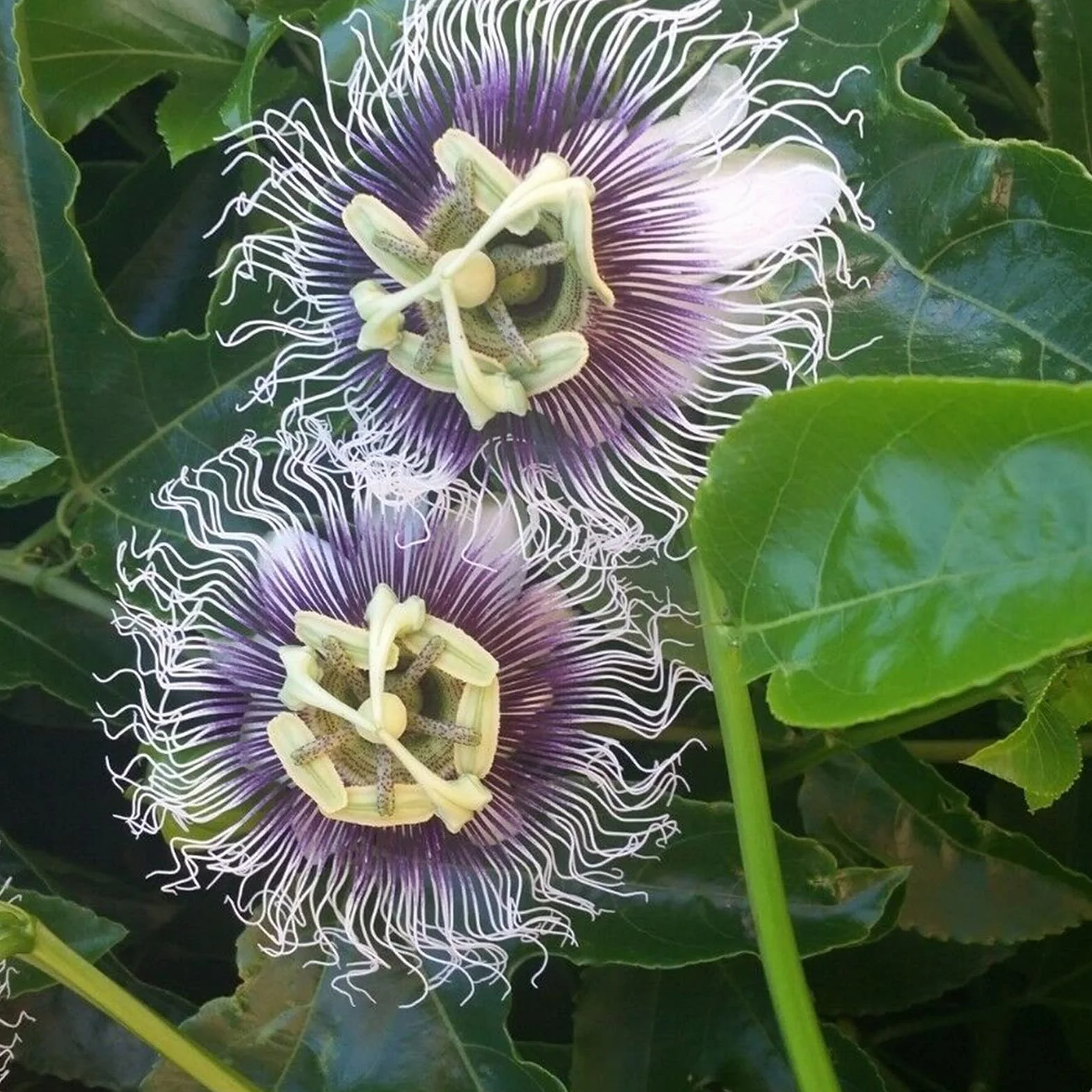 Semillas De Maracuyá 100Pcs Passiflora Caerulea Para Plantar