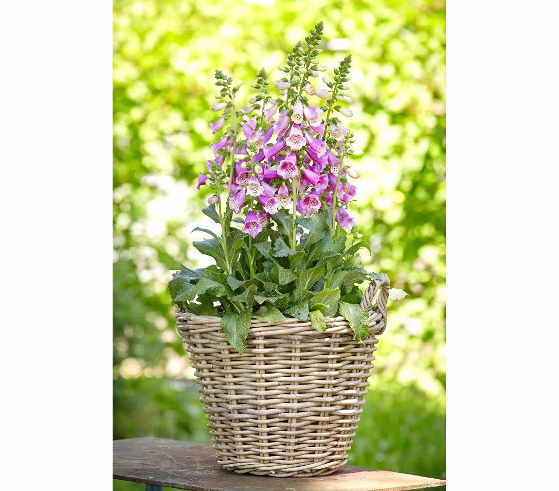 Cesta de mimbre Dehner con asas, Ø 40 cm, altura 30 cm, trenza de ratán, gris / marrón