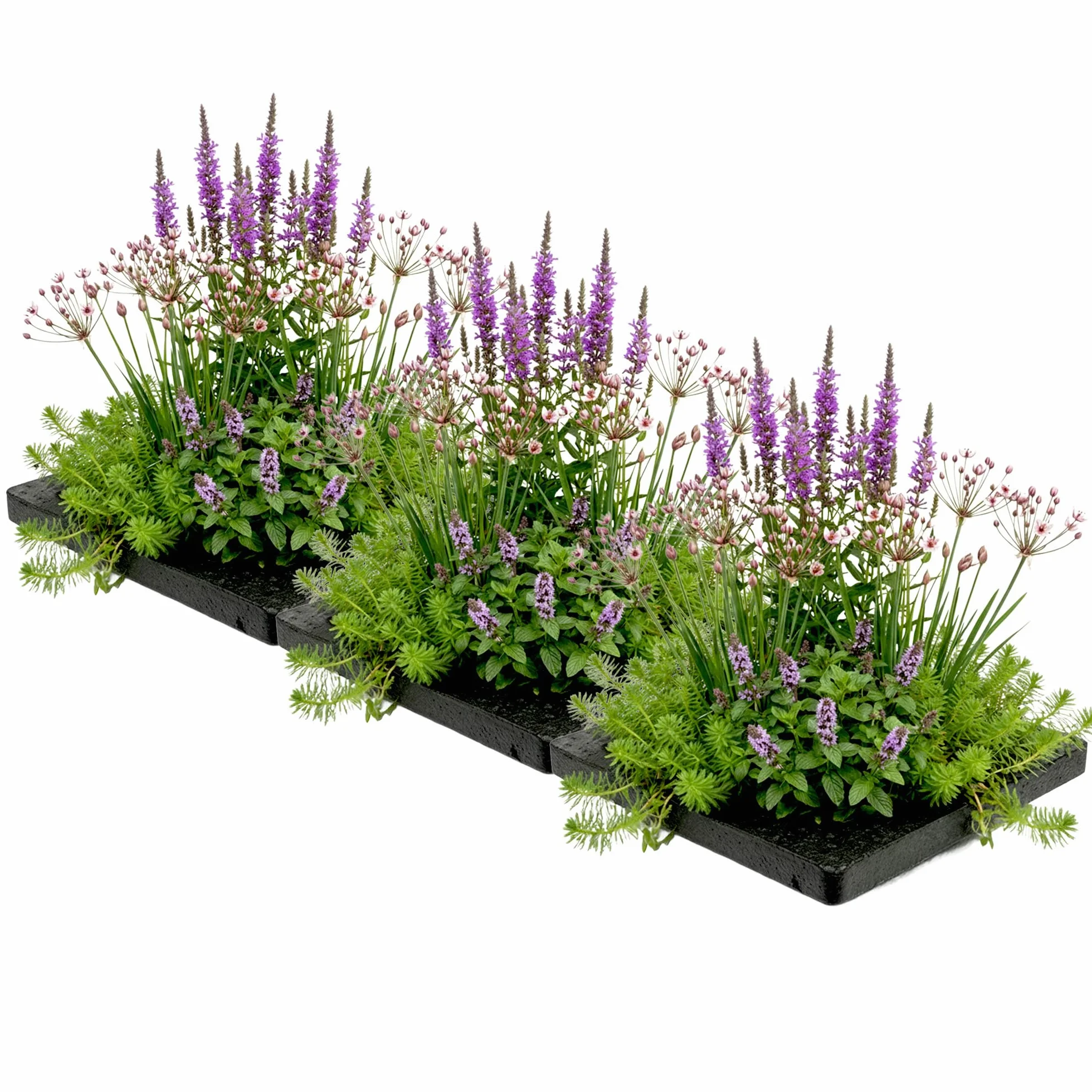 Set de Plantas Acuáticas Antimosquitos, Pack de 3, Isla Flotante con 12 Plantas, Kit Completo