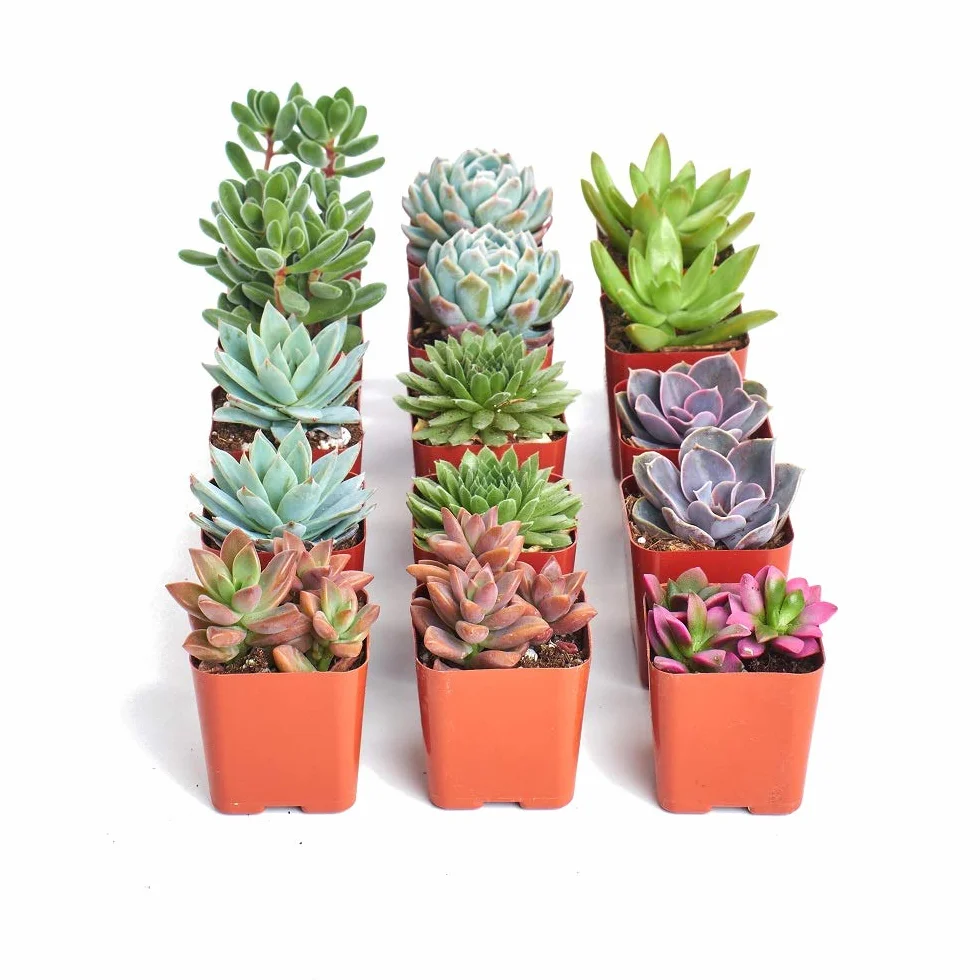 Pack 15 Plantas Suculentas Variadas 5cm Maceta Decorativas
