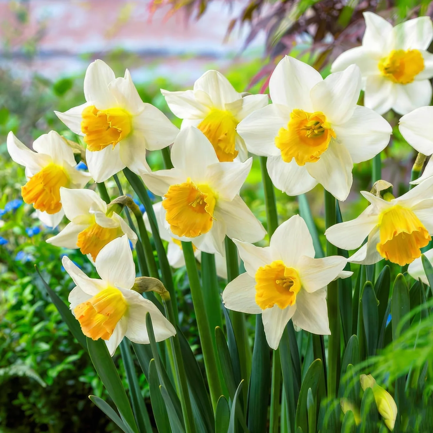 Narcissus Avalanche bulbo de flor de verano 25 piezas mezcla bulbos perennes fragantes Holanda jardín maceta
