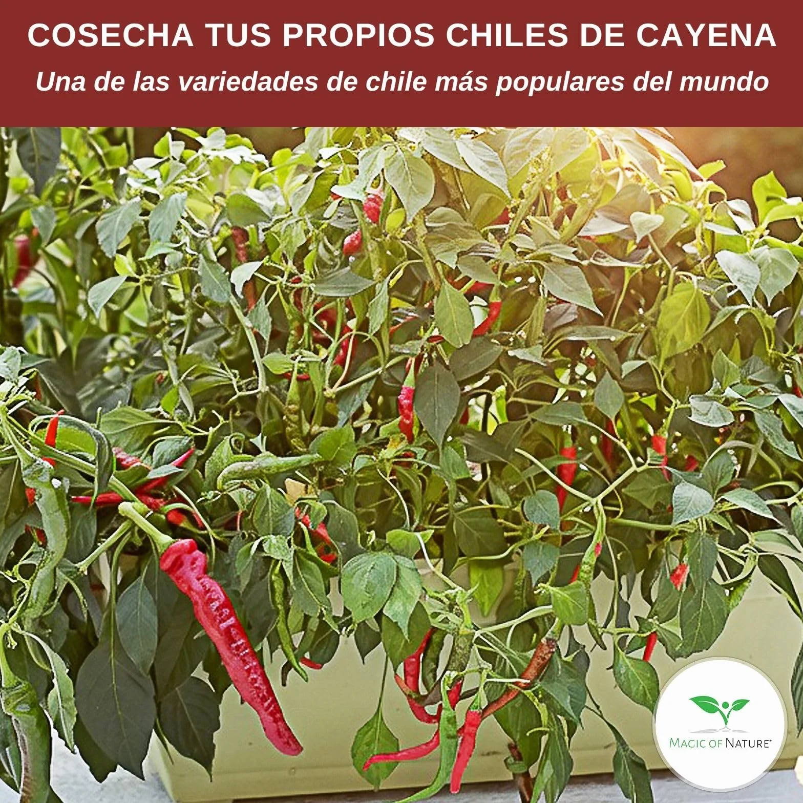 Red Cayenne Semillas de Chile Capsicum annuum 50 Ud. Nivel de Picante 8