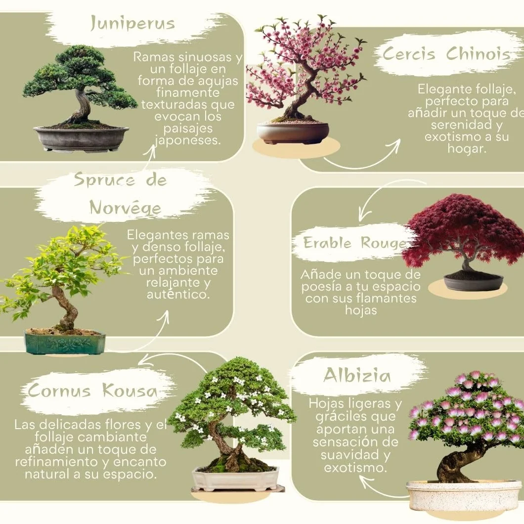 CULTIVEA® Kit de 6 Bonsái para cultivar - Arce rojo, Cercis chino, Albizia, Cornejo kousa, Abeto de Noruega