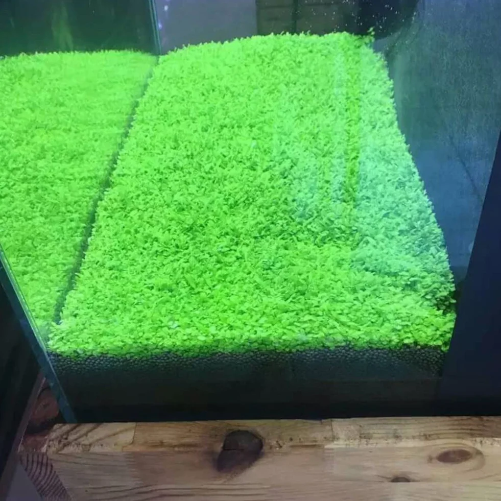 Haloppe Semillas de plantas de acuario para pecera decoración de hierba de agua planta de primer plano jardín