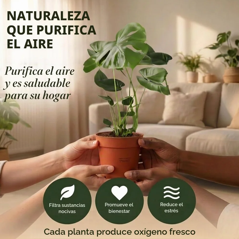 Monstera Dieffenbachia Spathiphyllum Areca Plantas Purificadoras de Aire 40-45 cm Maceta 12-15 cm