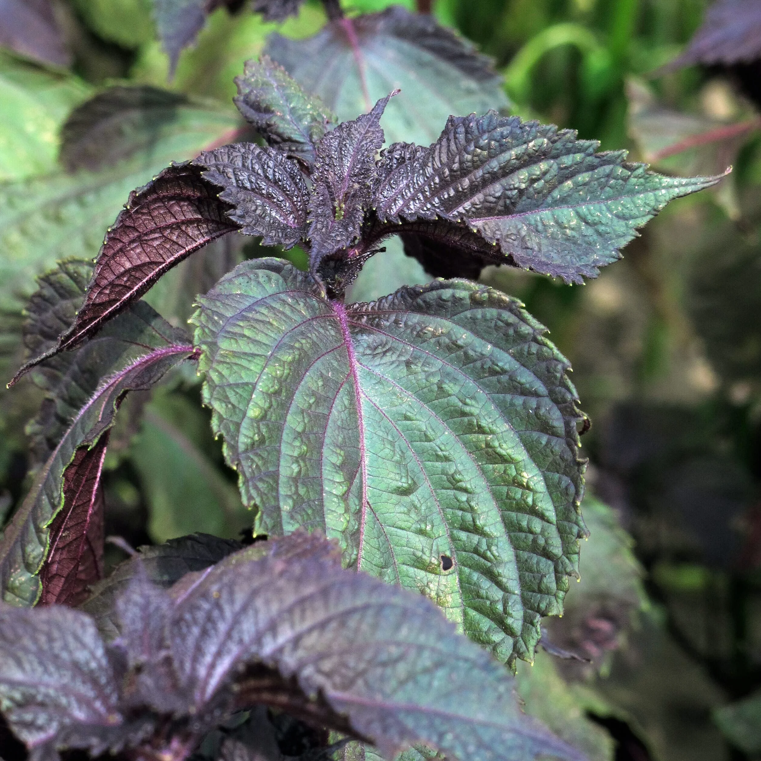 Shiso rojo Perilla frutescens semillas 200