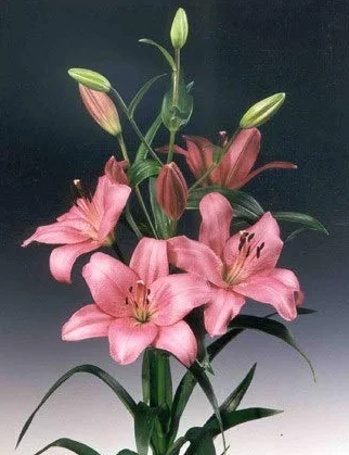 Ramo Flores Frescas de Lilium Rosa 10 Tallos
