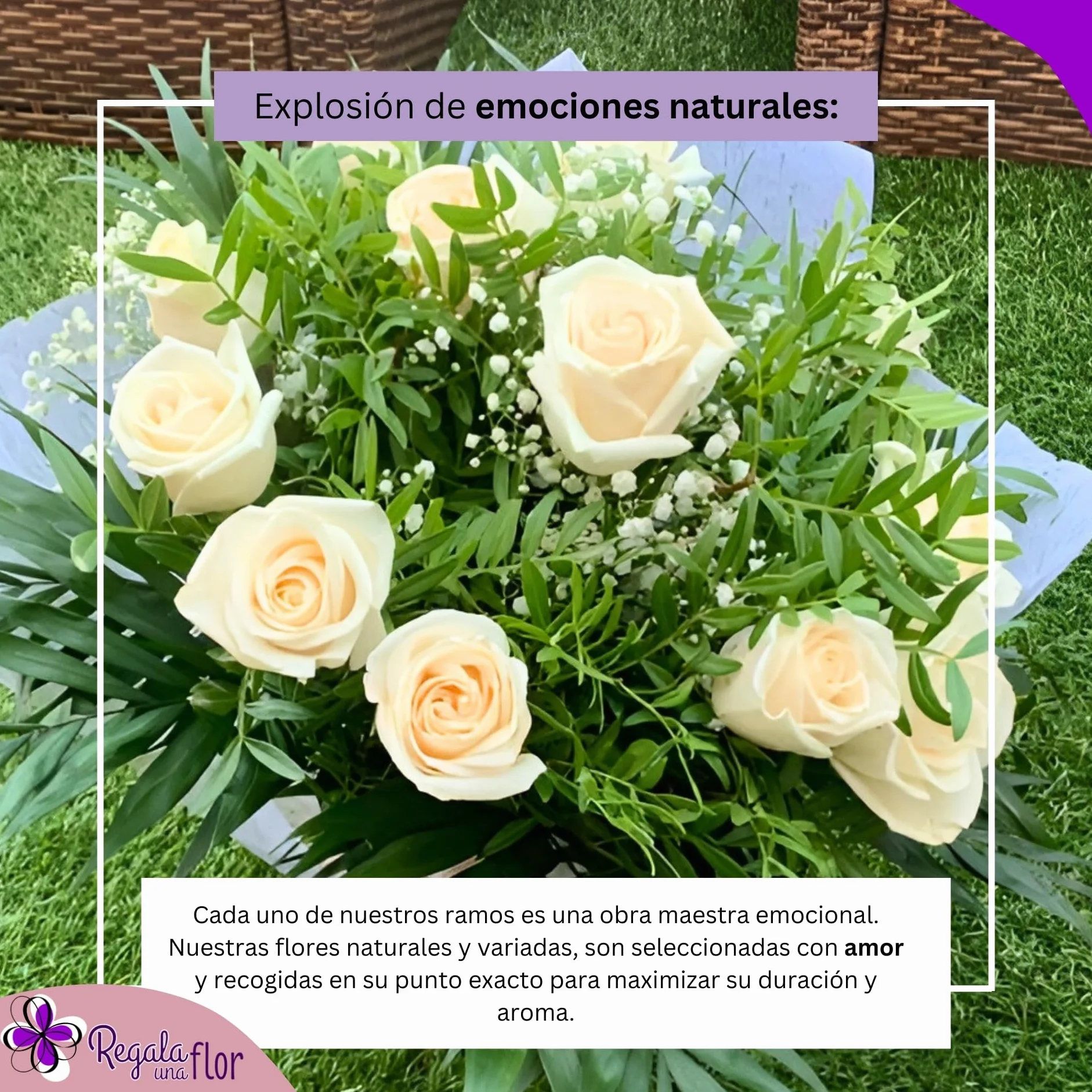 Ramo de flores naturales a domicilio 12 rosas blancas con tarjeta dedicatoria