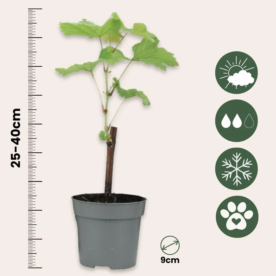 Vitis Vinifera Uva Blanco Set de 3 Maceta 9cm Altura 25-40cm