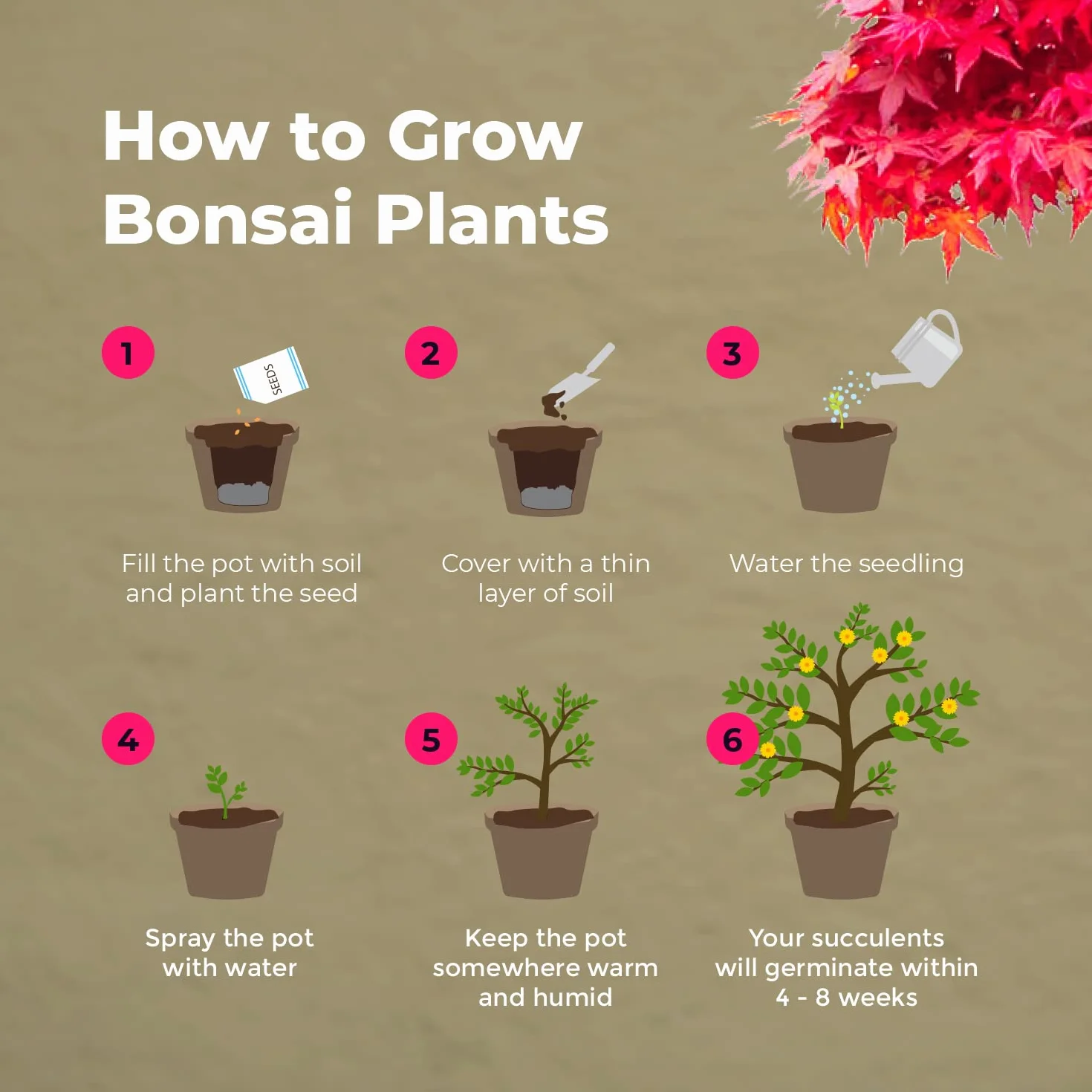 Kit de semillas de bonsái para principiantes: cultiva 4 tipos de árboles, set de regalo único