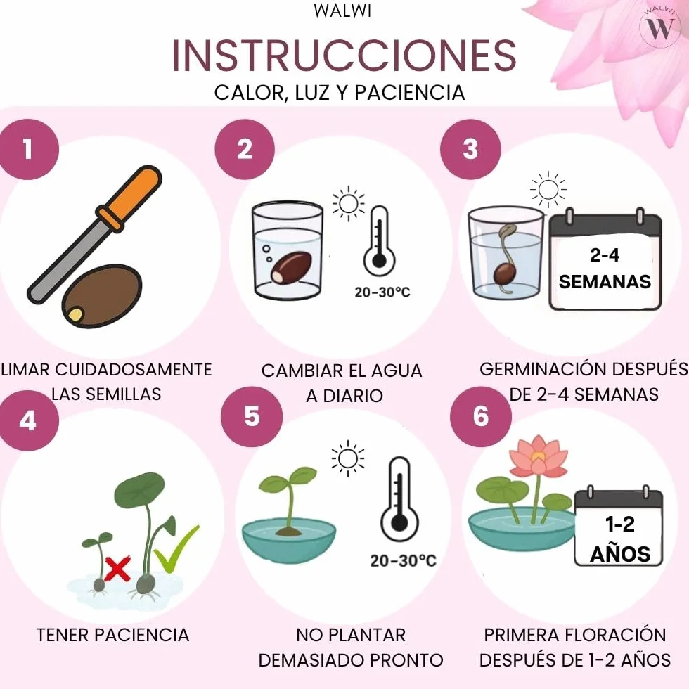 Semillas de loto Nelumbo nucifera 3 colores blanco rosa rojo planta acuática para estanque jardín