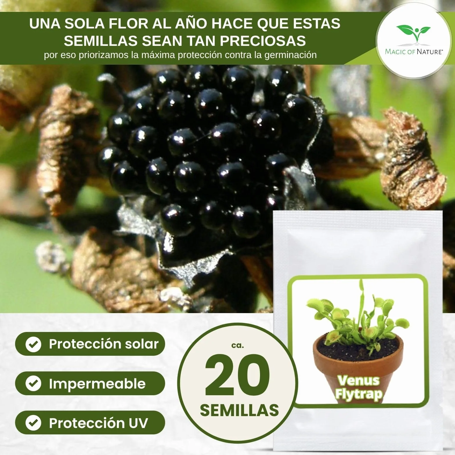 Venus Atrapamoscas Dionaea Muscipula Semillas 20 uds Planta Carnívora Interior