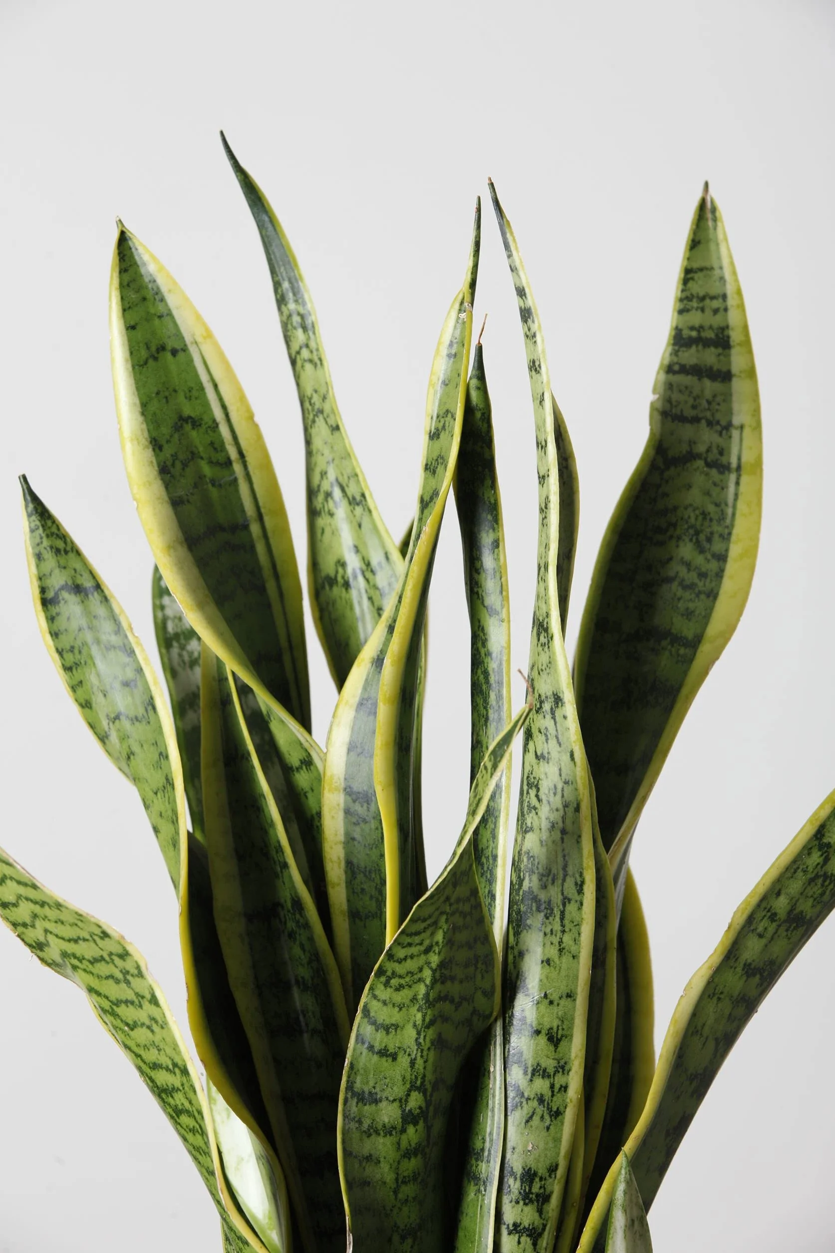 Sansevieria Planta natural interior maceta Ø17cm 50cm