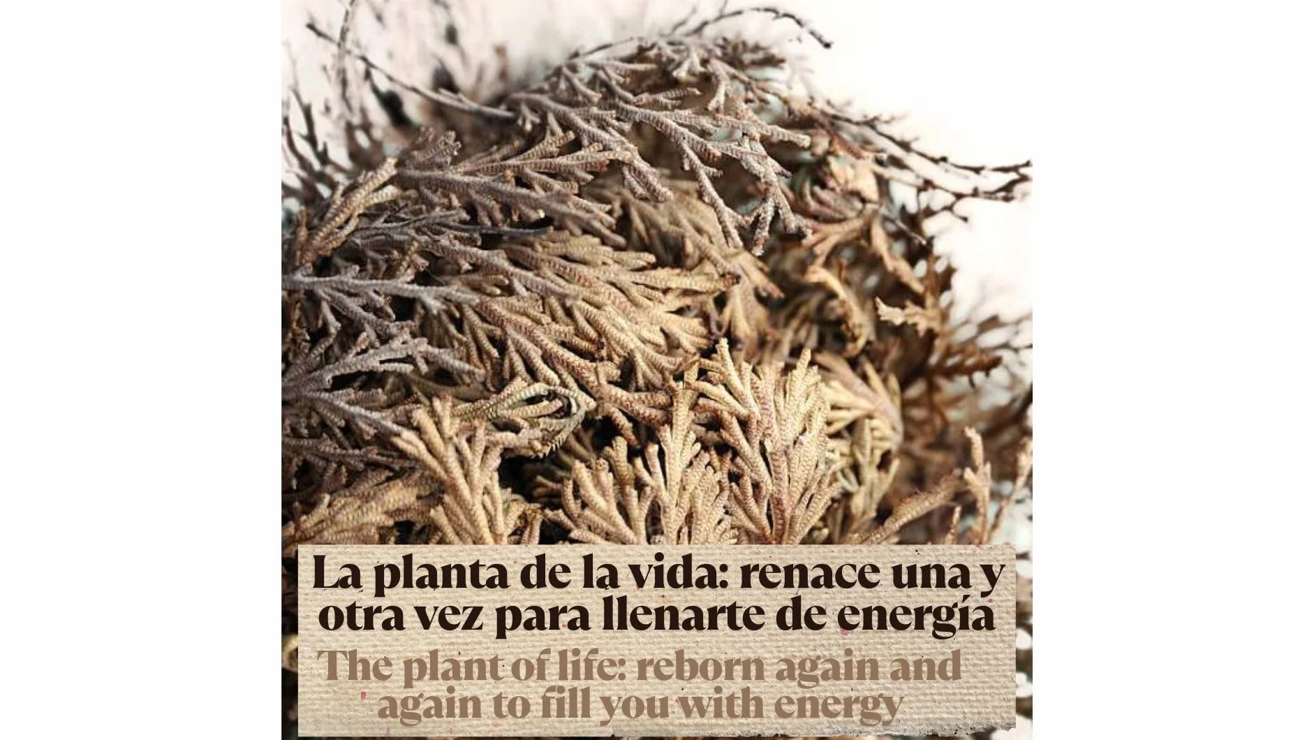 Rosa de Jericó Grande INKANAT - Planta de la Resurrección