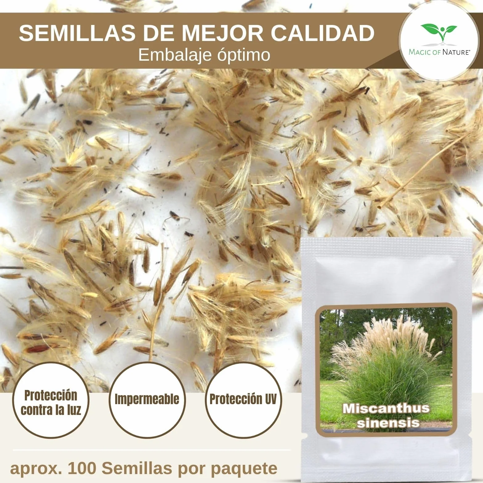 Miscanthus Gigante Semillas - Sinensis Pluma de Plata - Gramínea para Ocultación y Jardín - Aprox. 100 ud