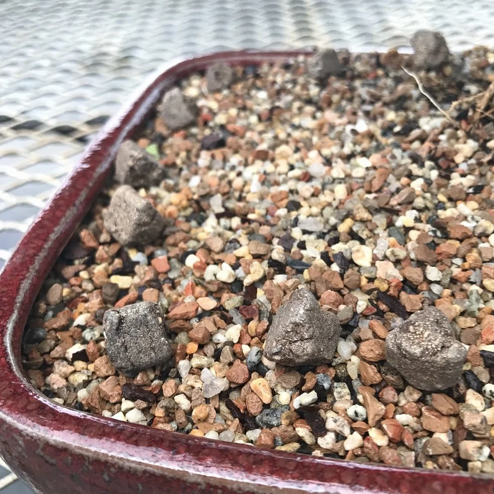 Biogold organic fertilizer for bonsai 5 Kg.