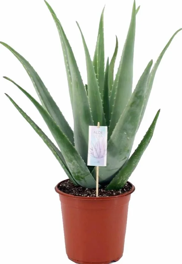 Suculenta Natural Aloe Vera Planta
