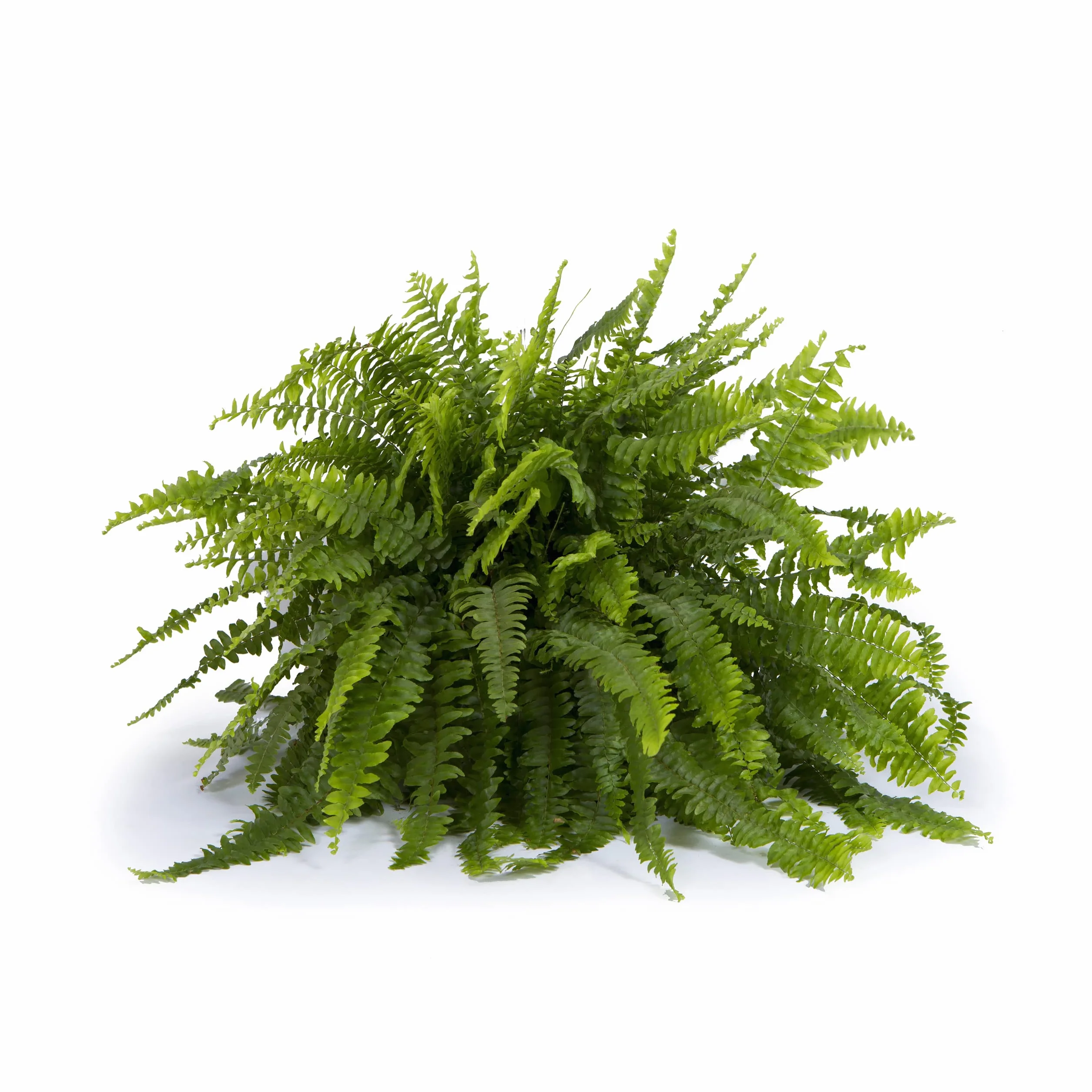 Cool Green - Plantas Naturales - Helecho Espada - Apta para Mascotas