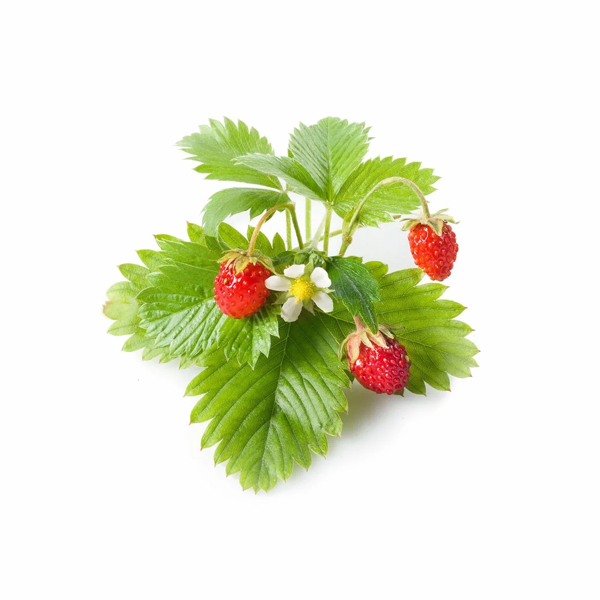Click & Grow Recambio Cápsulas de Fresas Silvestres Kit de 9 Cápsulas