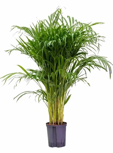 Areca 100cm Exuberante Planta Natural en Maceta de 17 cm