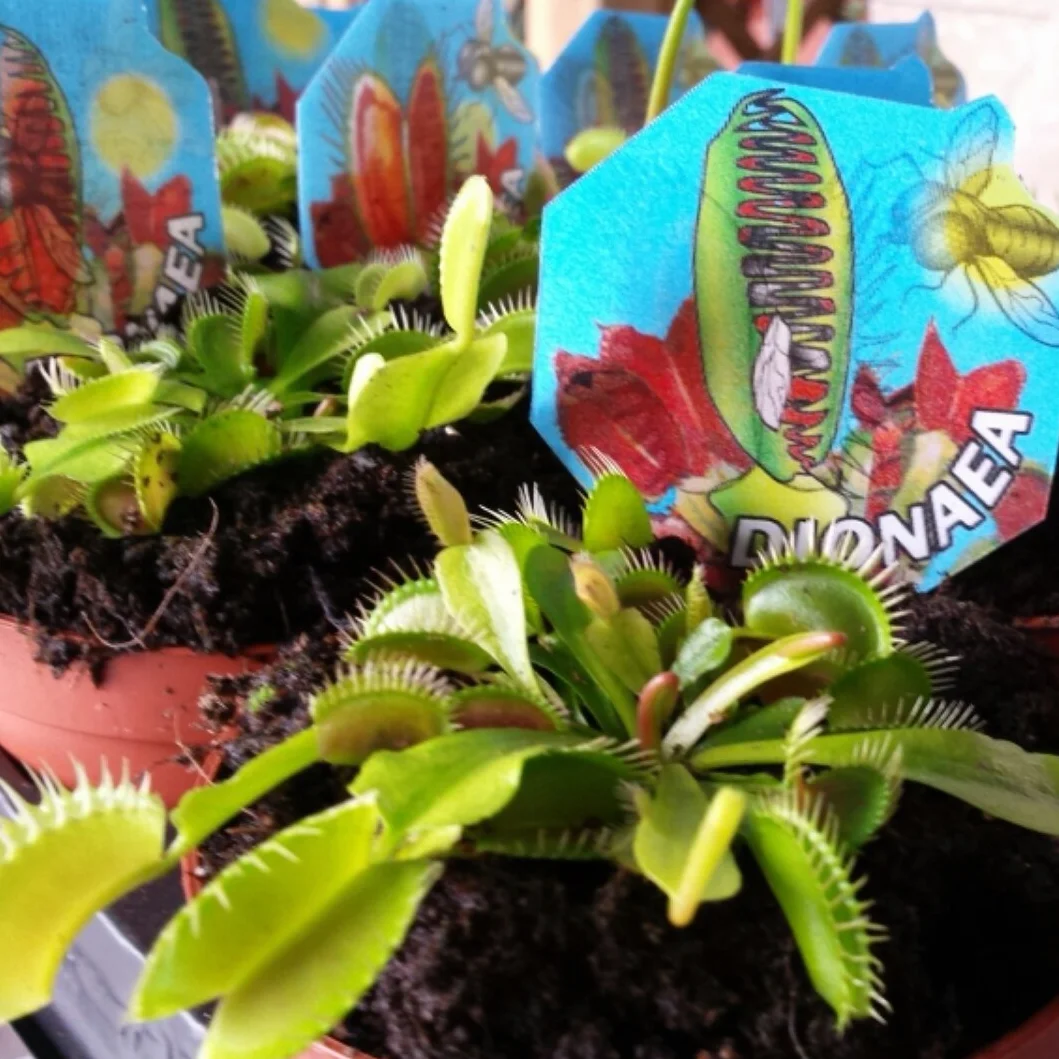 Venus Atrapamoscas Dionaea Maceta 9cm Planta viva