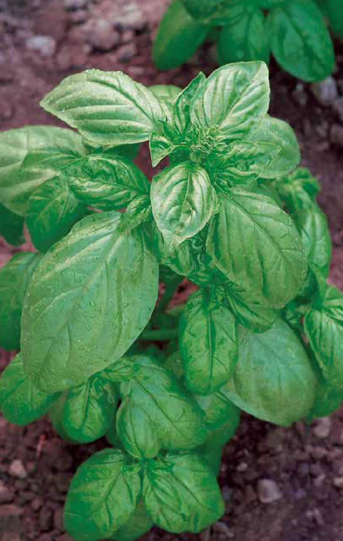 Germisem Genovese Semillas de Albahaca 4 g