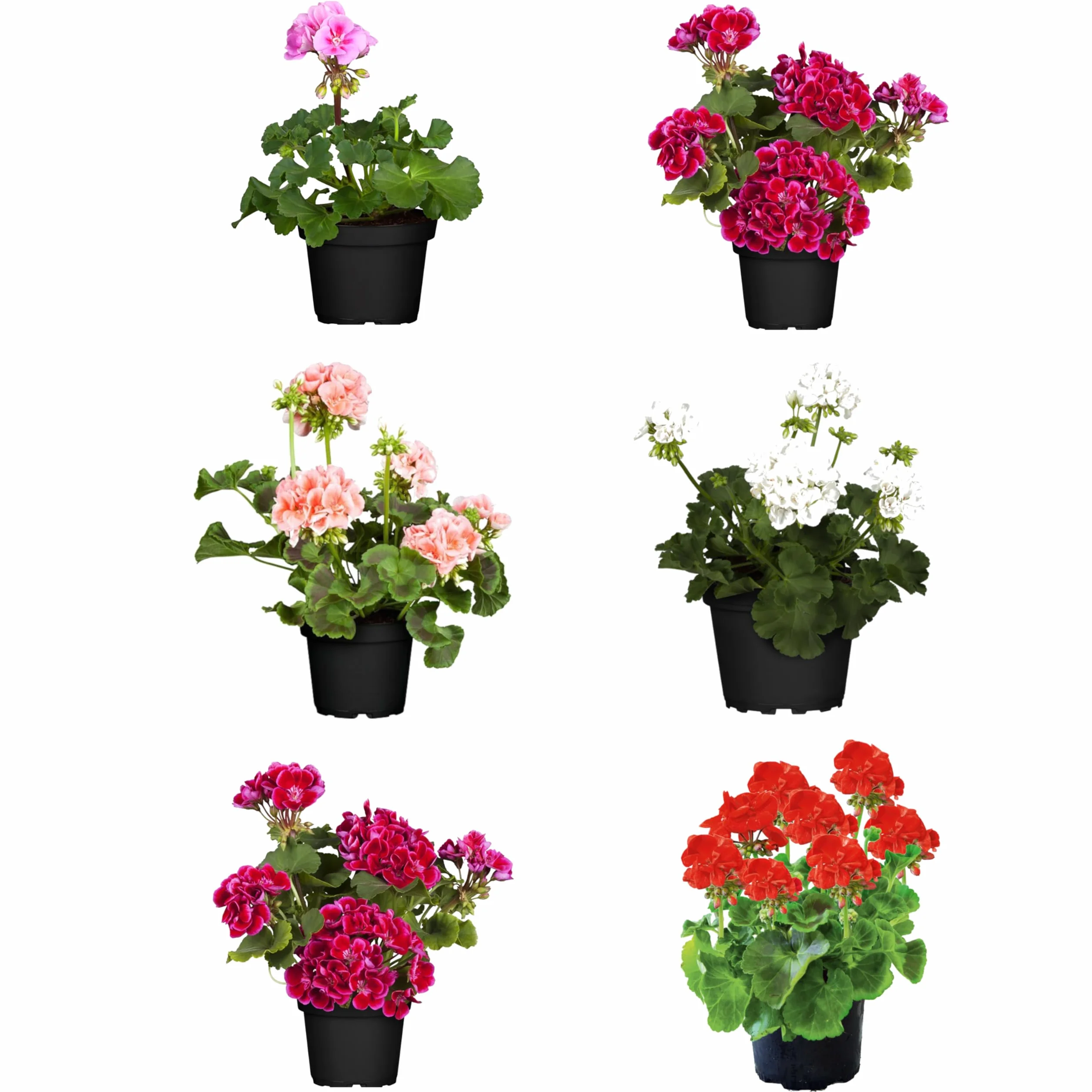 Geranios Naturales Pack de 6 Flores de Exterior para Jardines