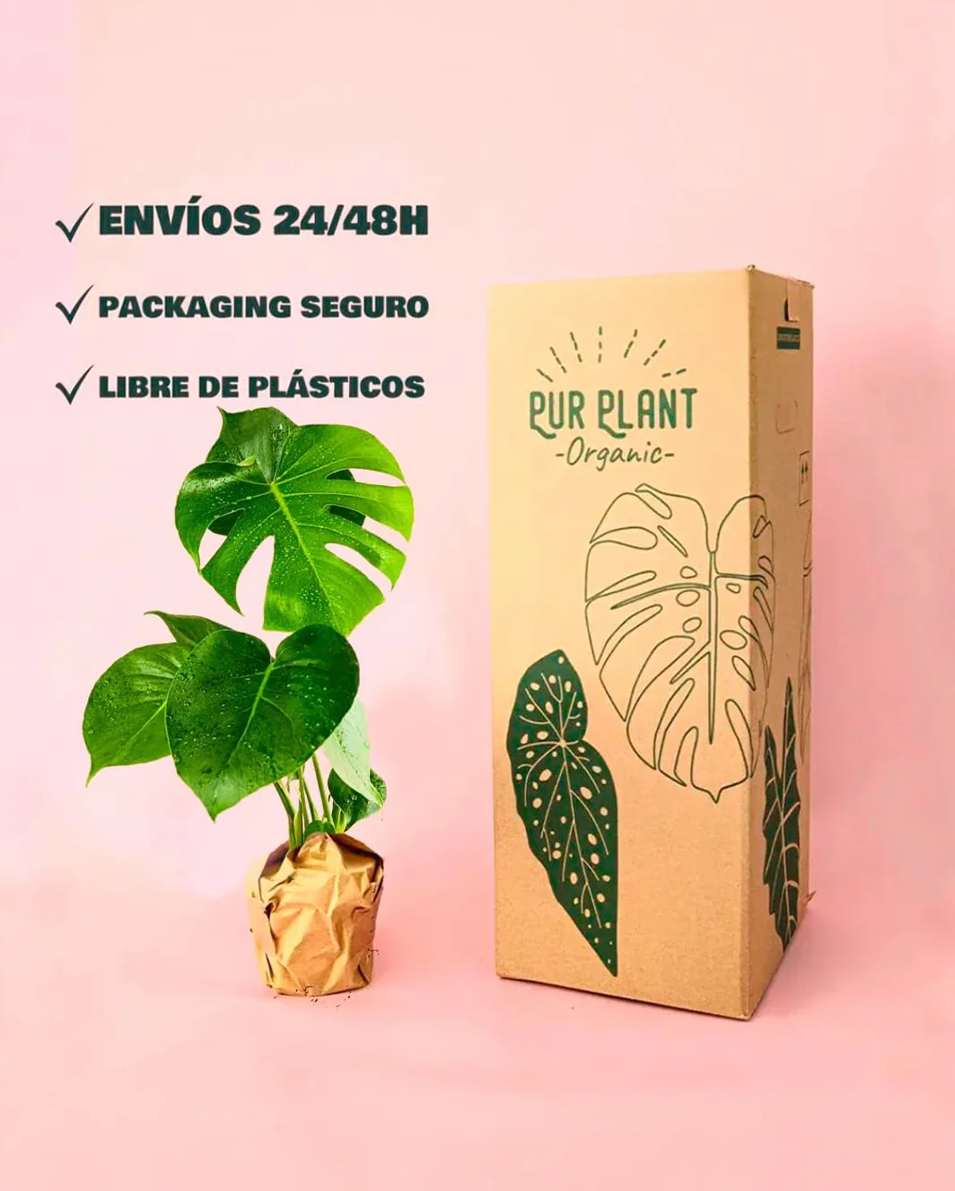 Monstera deliciosa Planta natural interior Maceta Ø12 cm Costilla de Adán