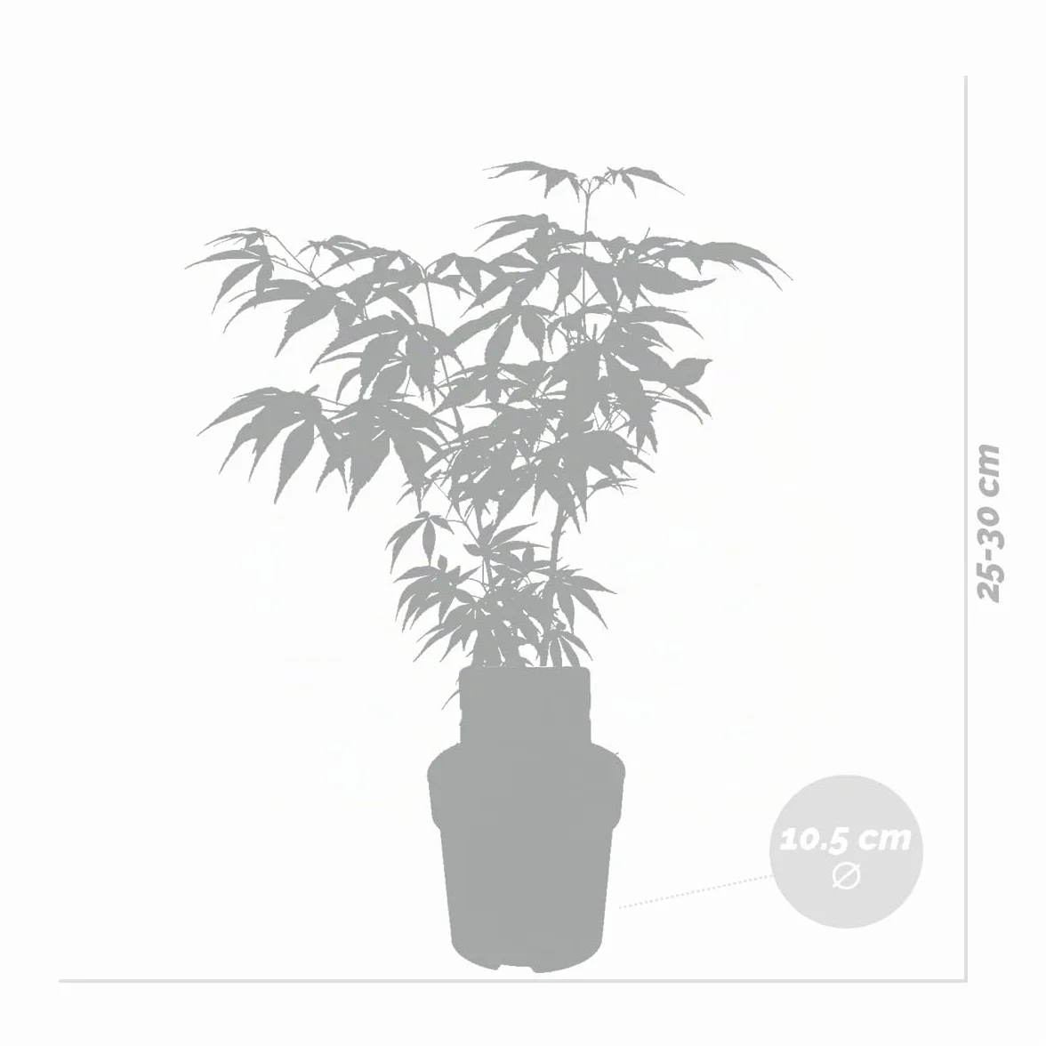 Bloomique Acer palmatum Atropurpureum Arce japonés Hoja variegada Plantas de jardín Resistente al frío Altura 20-30 cm Maceta 10,5 cm