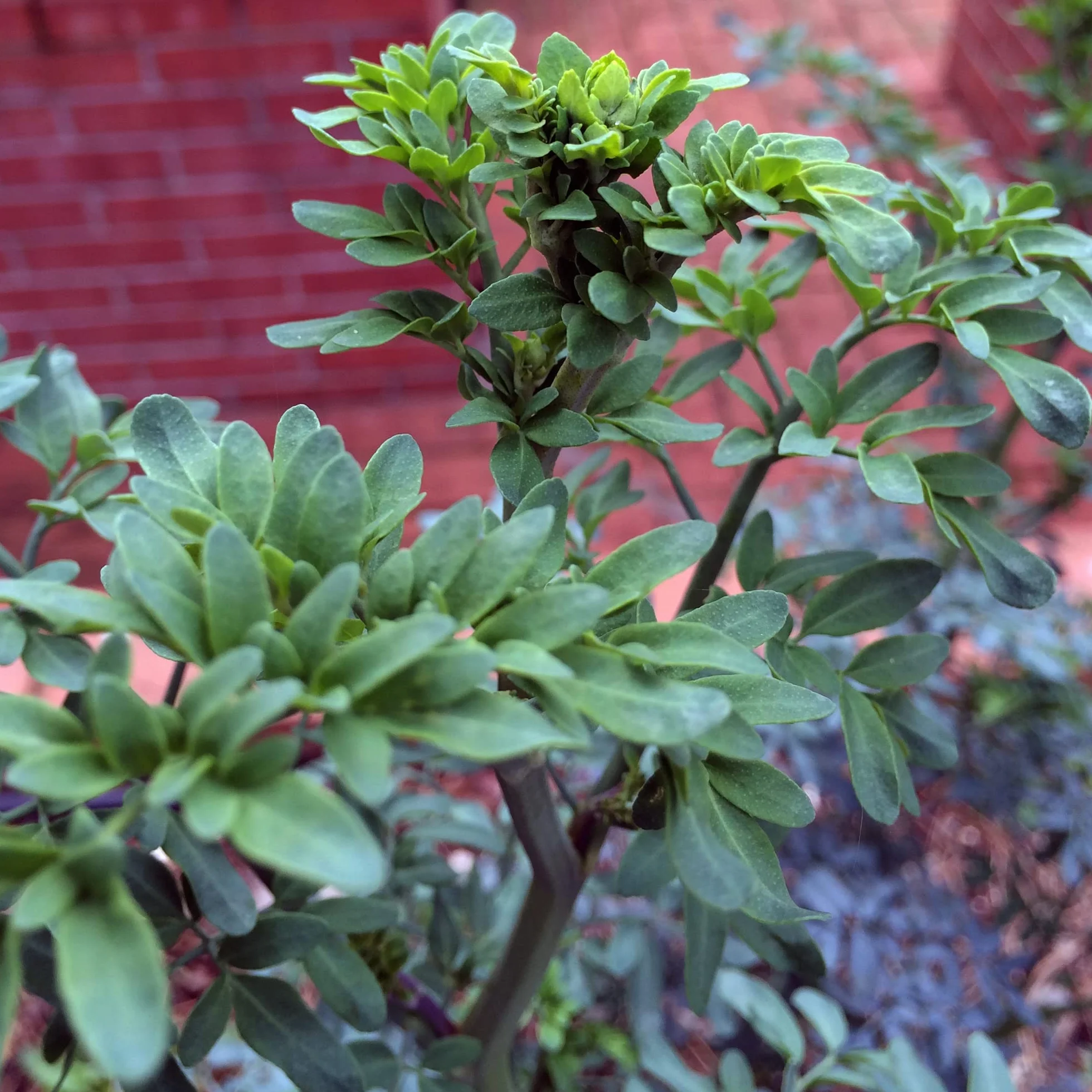 Ruda (Ruta graveolens) - 200 semillas