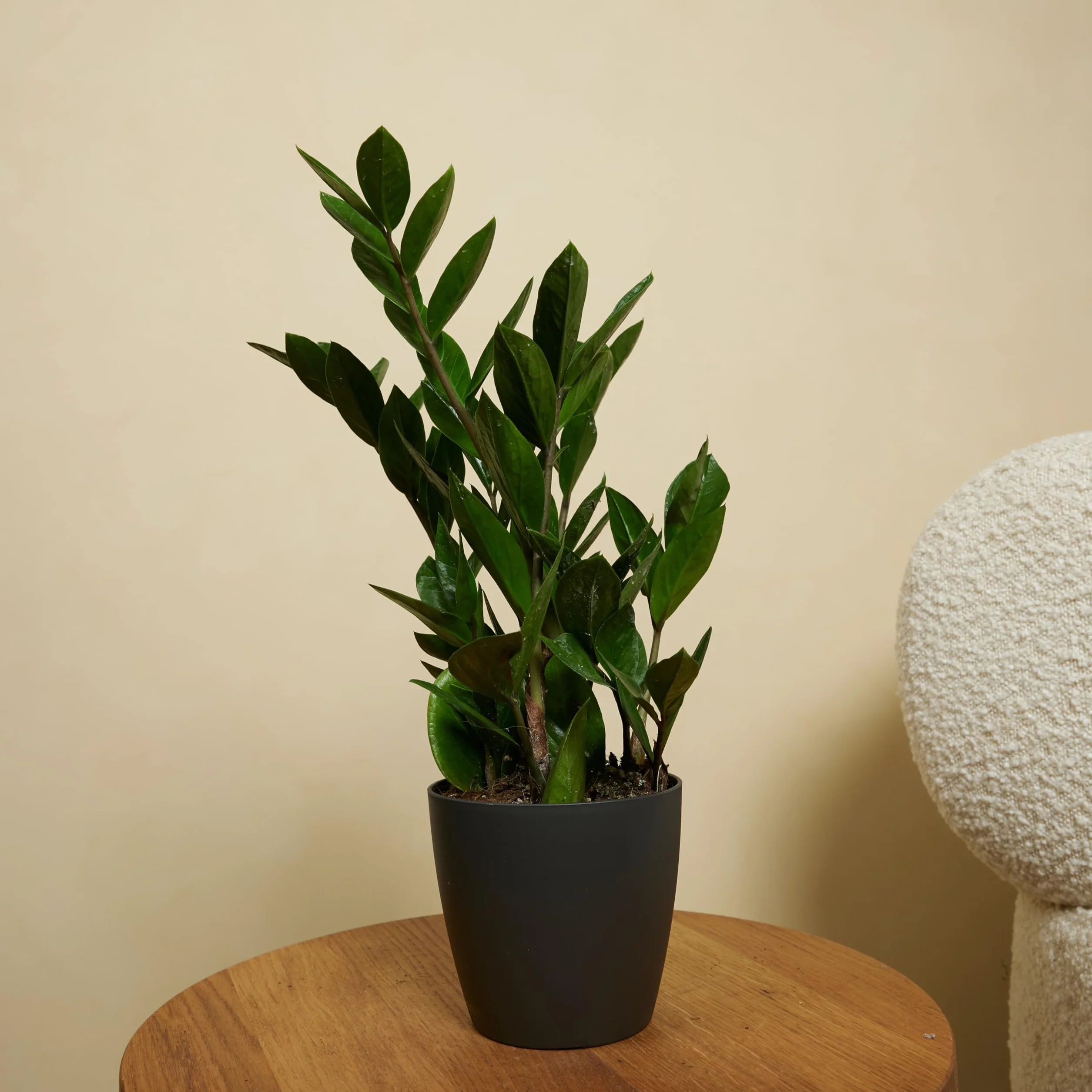 Bloomique Zamioculcas zamiifolia ZZ plant Planta de interior Purificadora 30-40 cm Maceta 12 cm