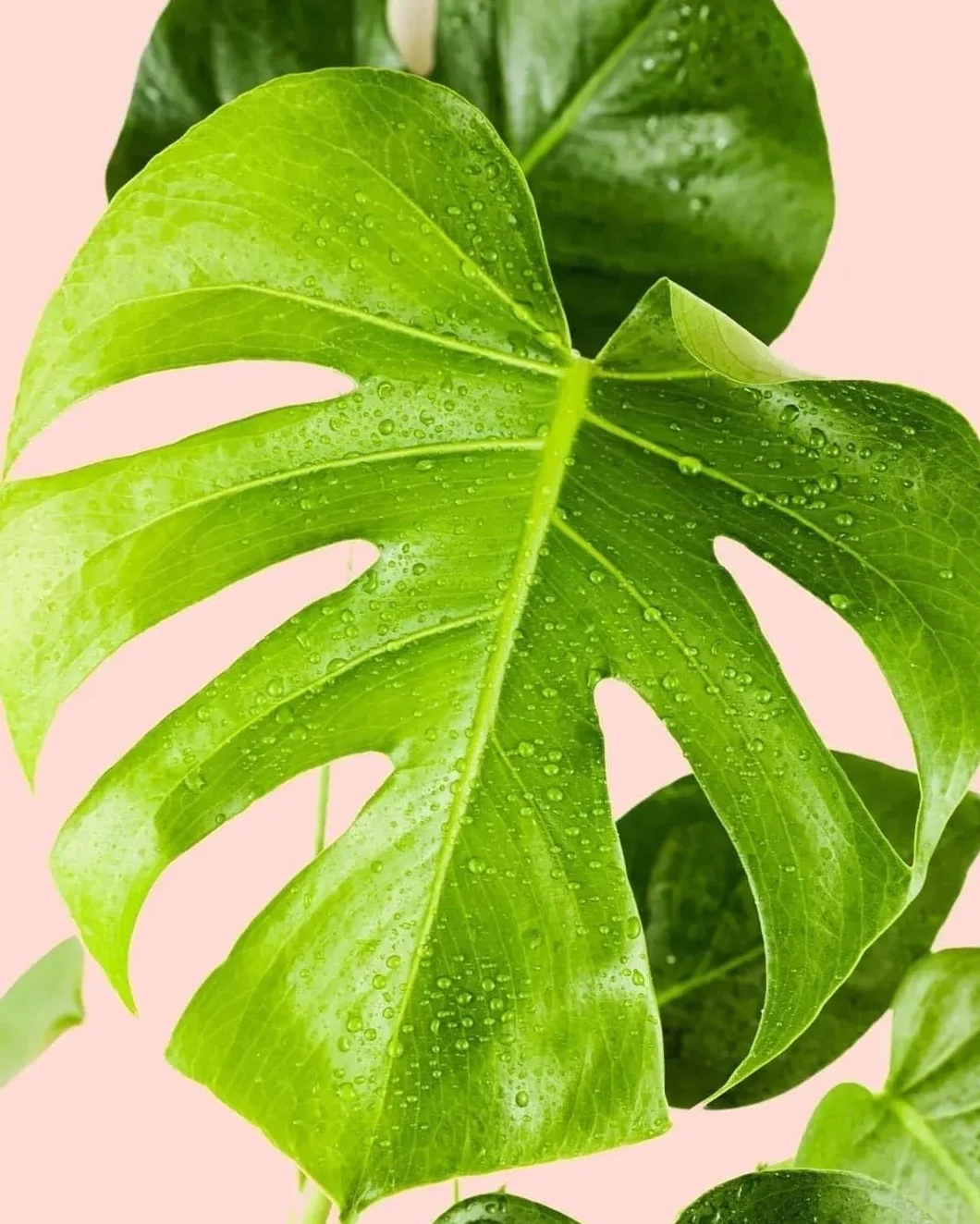 Monstera deliciosa Planta natural interior Maceta Ø12 cm Costilla de Adán