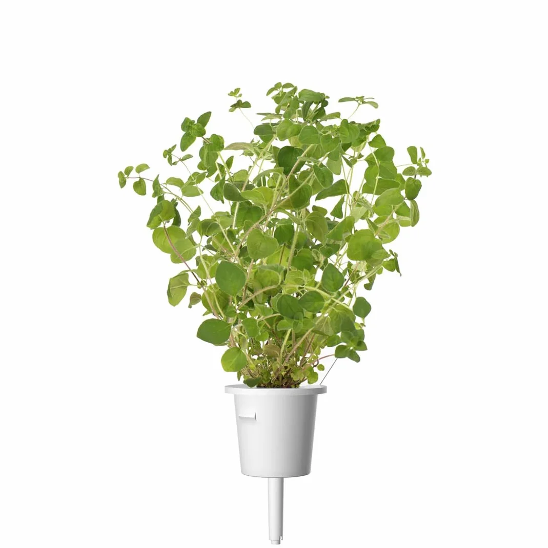 Click & Grow Recambio Cápsulas de Cultivo de Orégano, Kit de 3