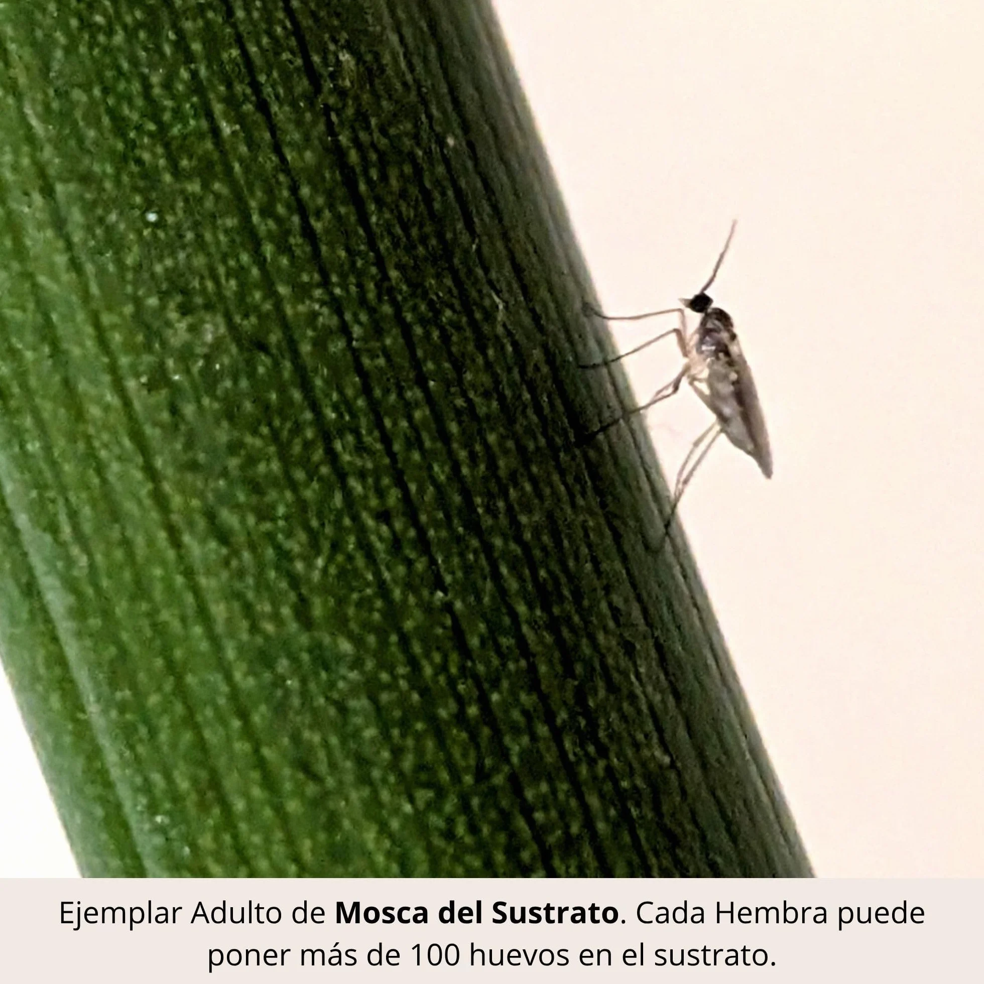 Nematodos contra Mosca del Sustrato, Mosquitos Plantas Interior, 3 Millones + 10 Trampas Amarillas