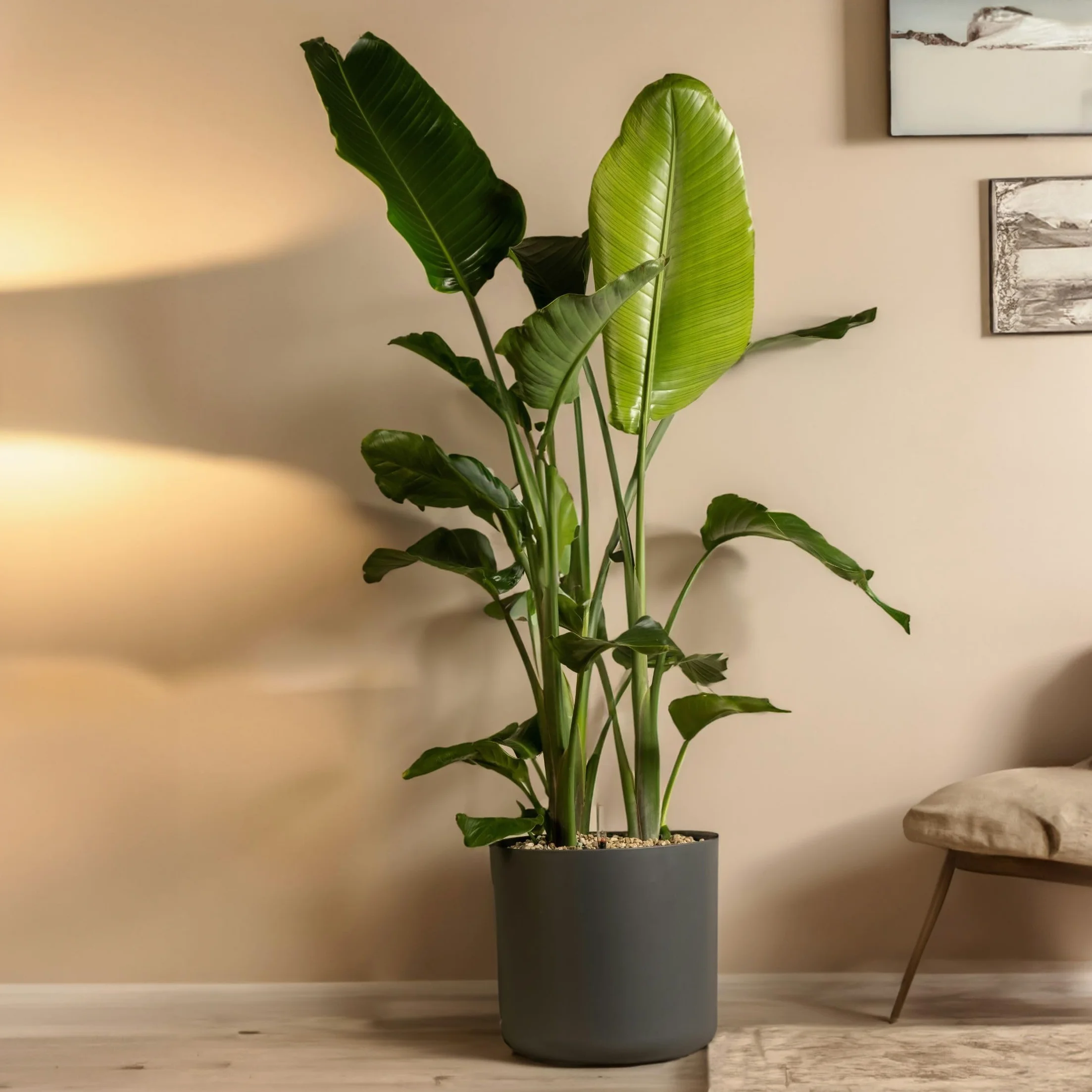 Strelitzia Nicolai XXL Planta de interior 150-170cm Maceta 28cm