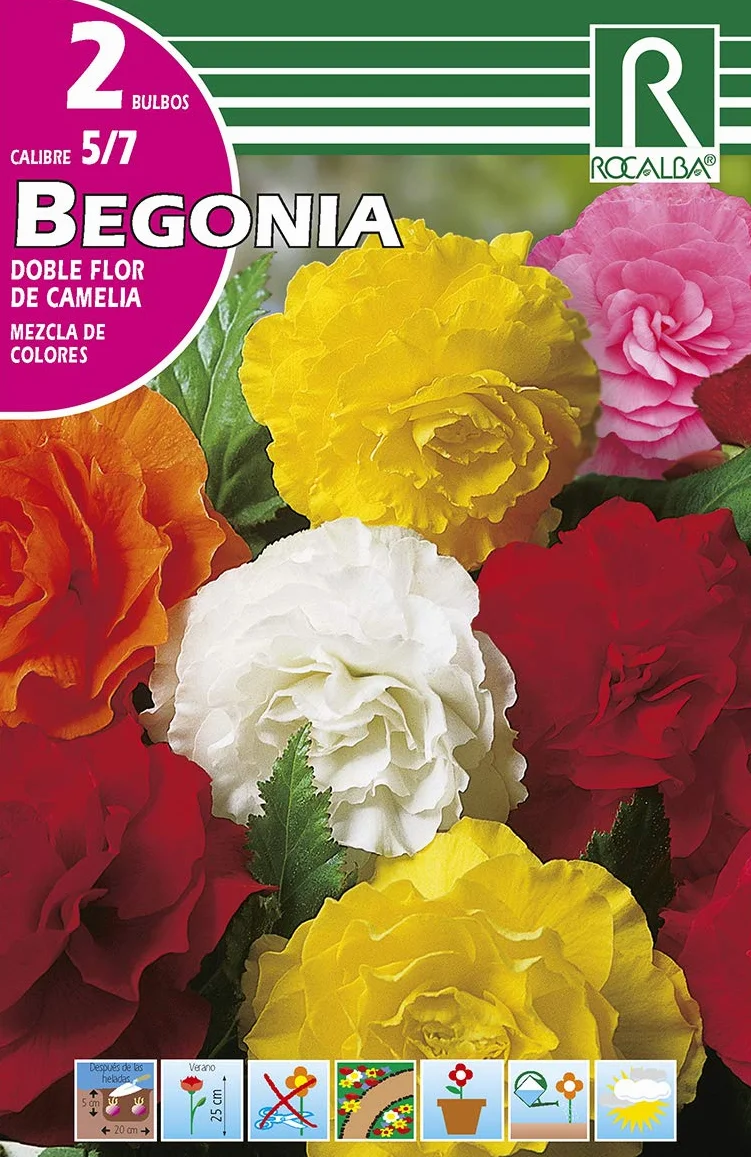 Bulbo de Begonia Flor de Camelia Variada (2 Bulbos)